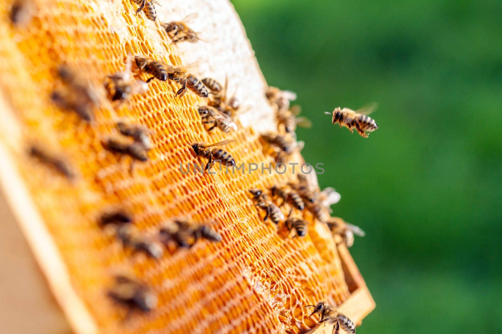 Queen bee - Beekeeping in the Czech Republic - honey bee, details of hive, honeycombs and bees, macro shot