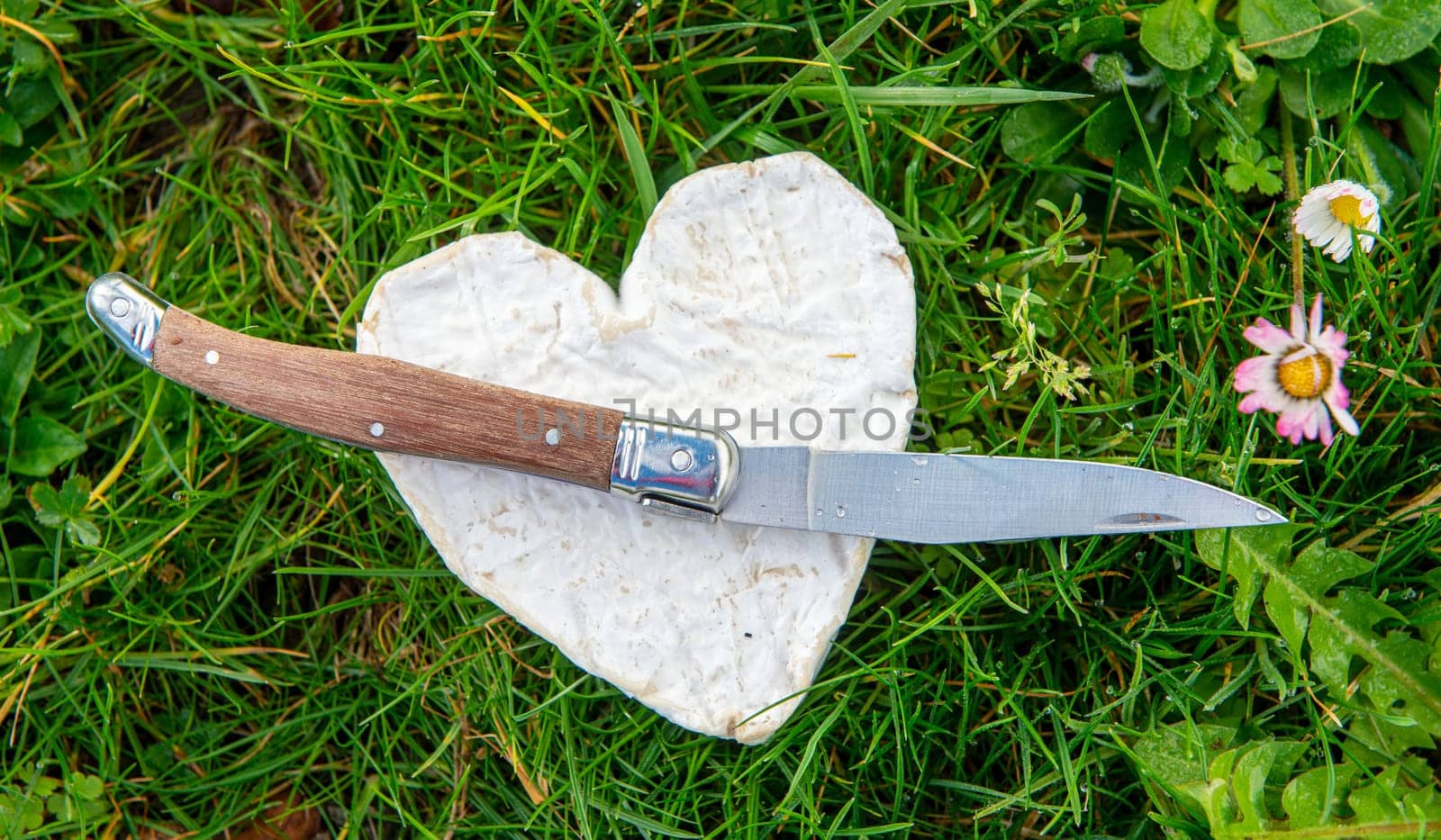 French Neufchatel cheese with knife on the grass