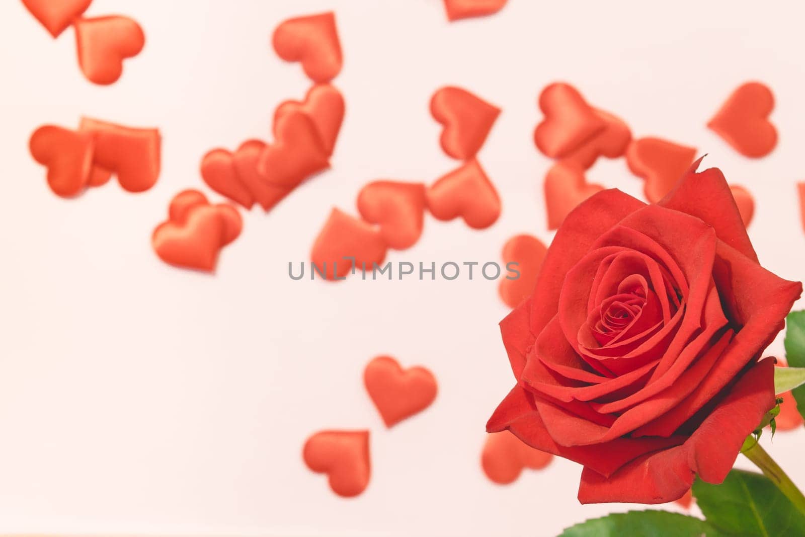 Valentine's day background,Red rose with red hearts and gift box on pink background,For card and wedding background. Copyspace
