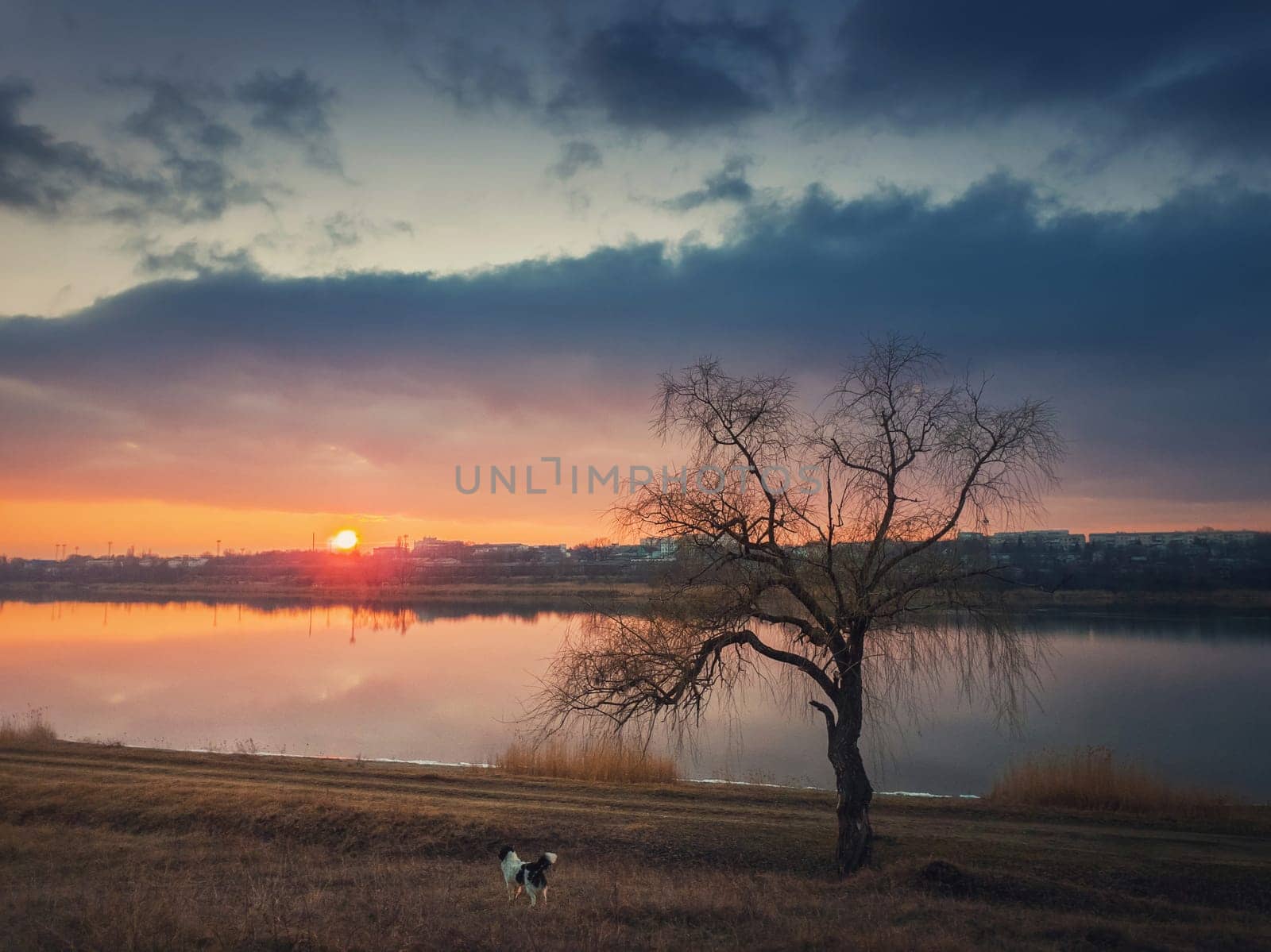Idyllic rural scene, steppe landscape with a dog watching the sunset over the calm lake water, standing near a bare willow tree on the dry grass meadow. Silent evening mood, countryside background.