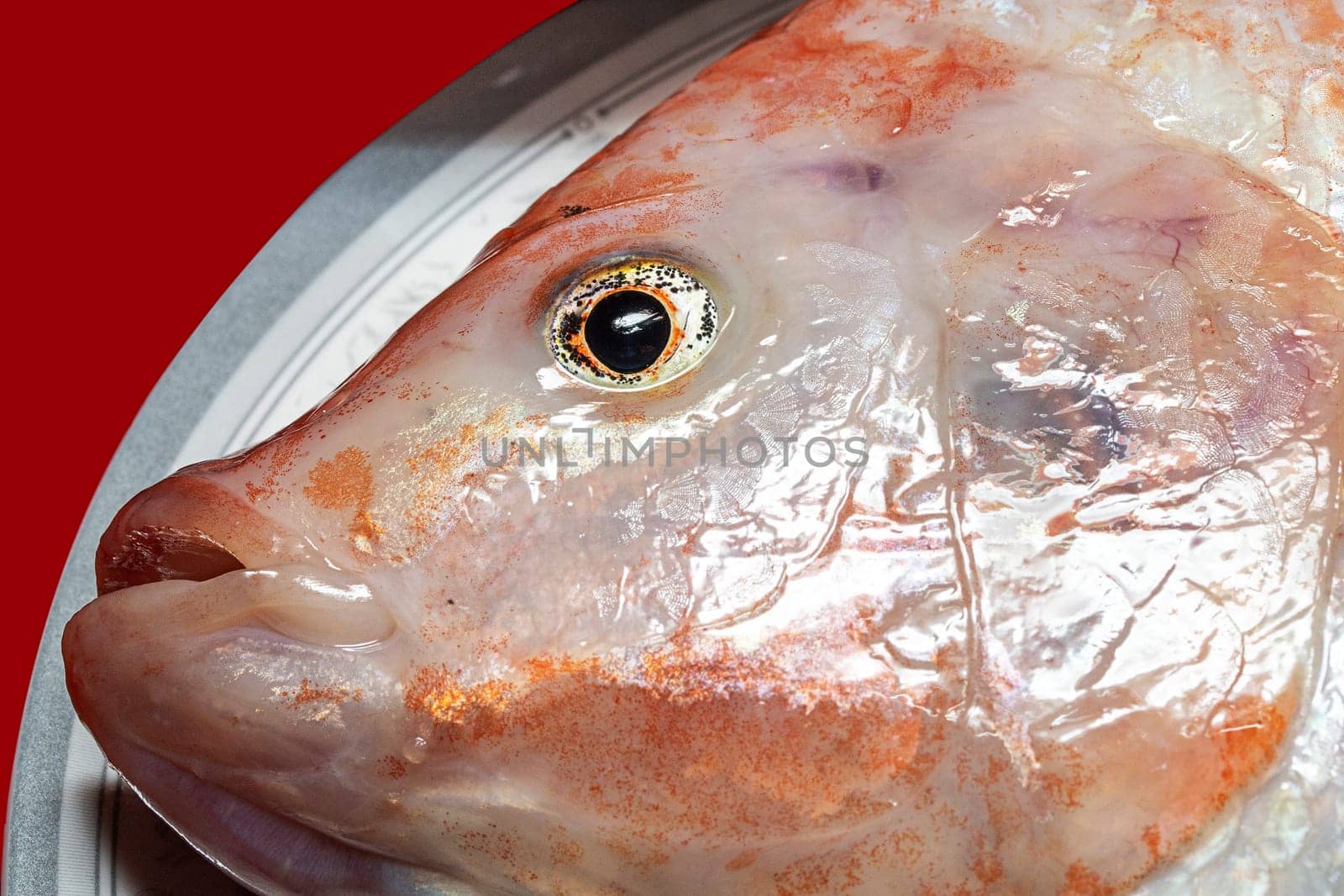 red tilapia fish seafood head eye fresh raw