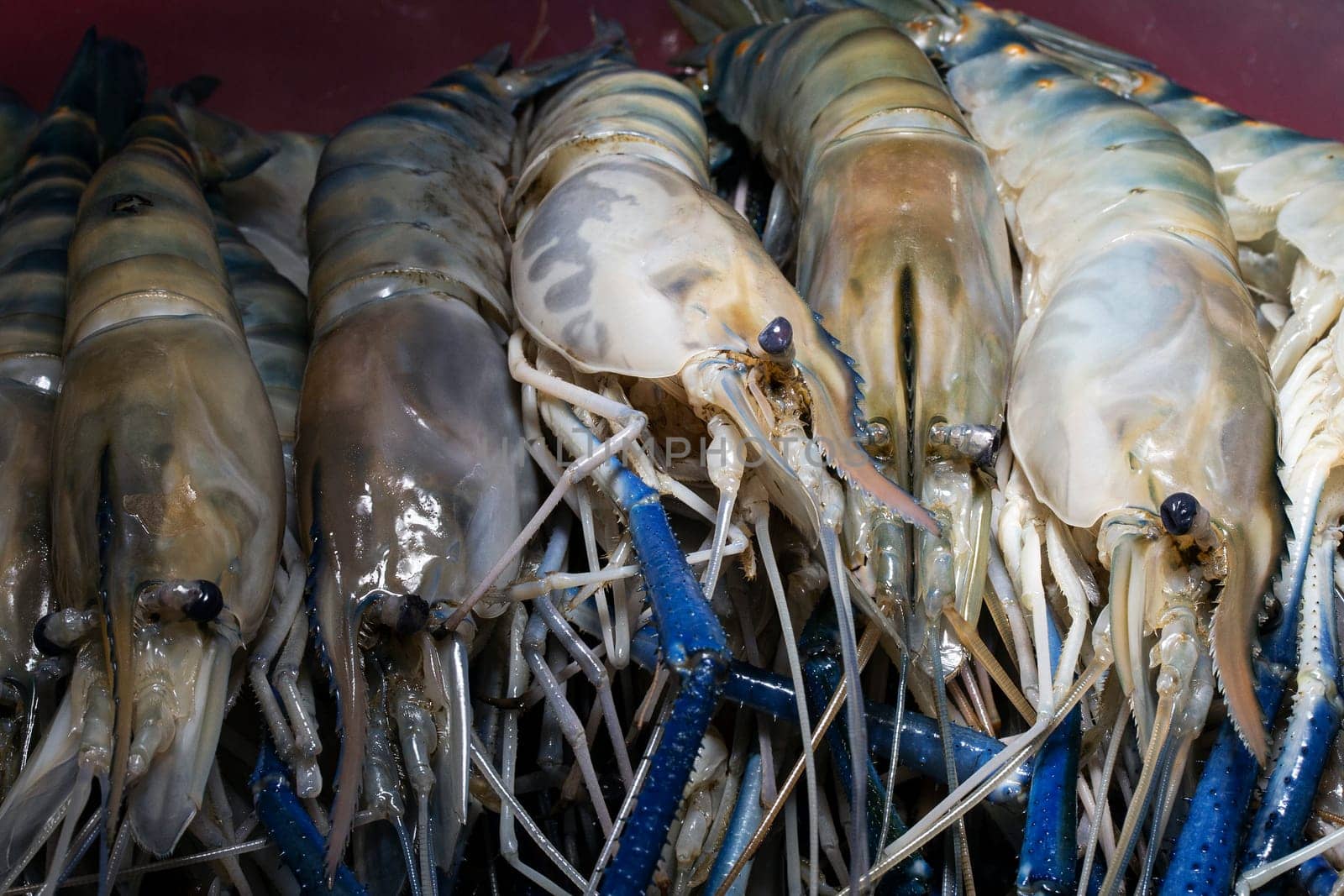 prawn raw blue  crustacean seafood head macro fresh