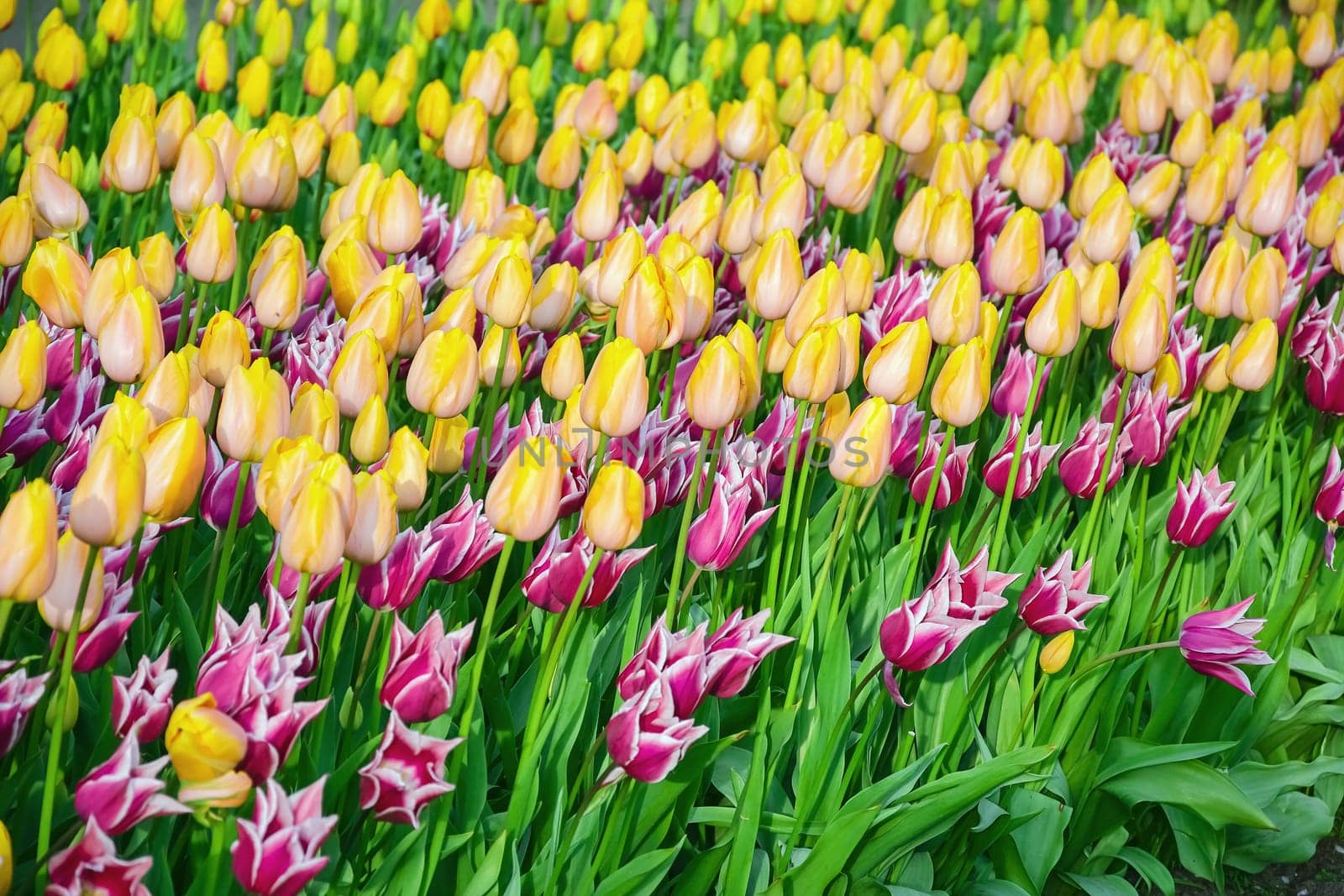 Flowerbed of tulips in the garden. Springtime in Netherlands