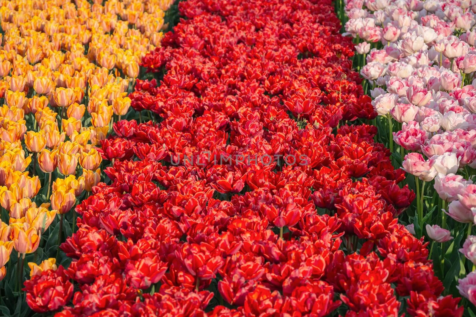 Flowerbed of tulips in the garden. Springtime in Netherlands