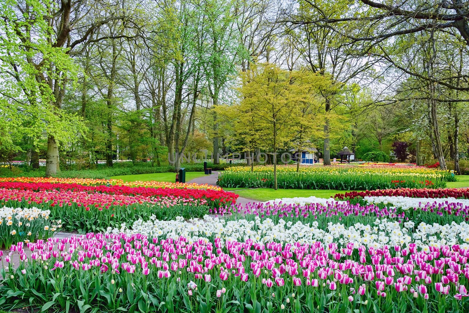 Spring in the park. Lisse, the Netherlands.