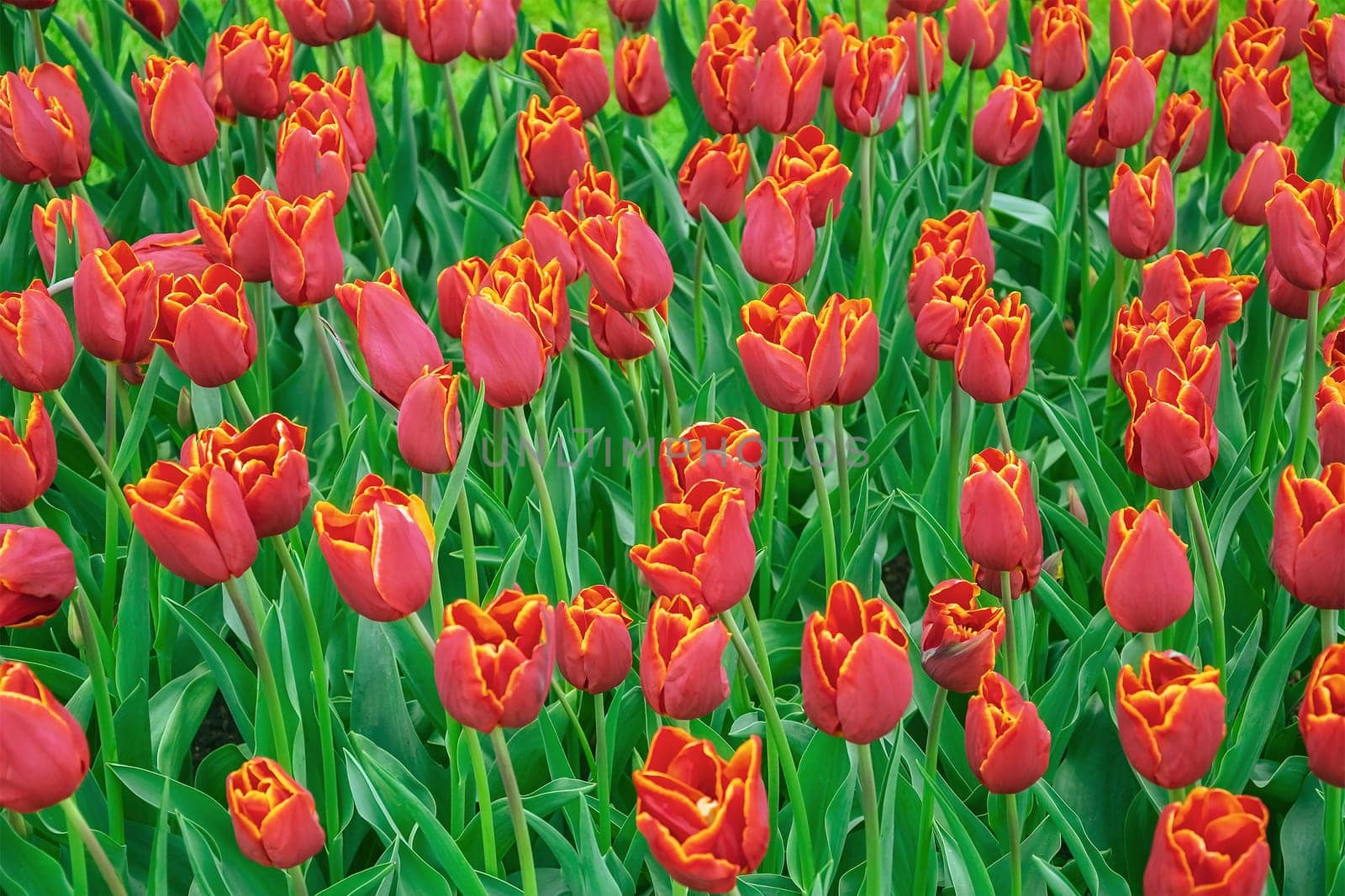 Flowerbed of tulips in the garden. Springtime in Netherlands