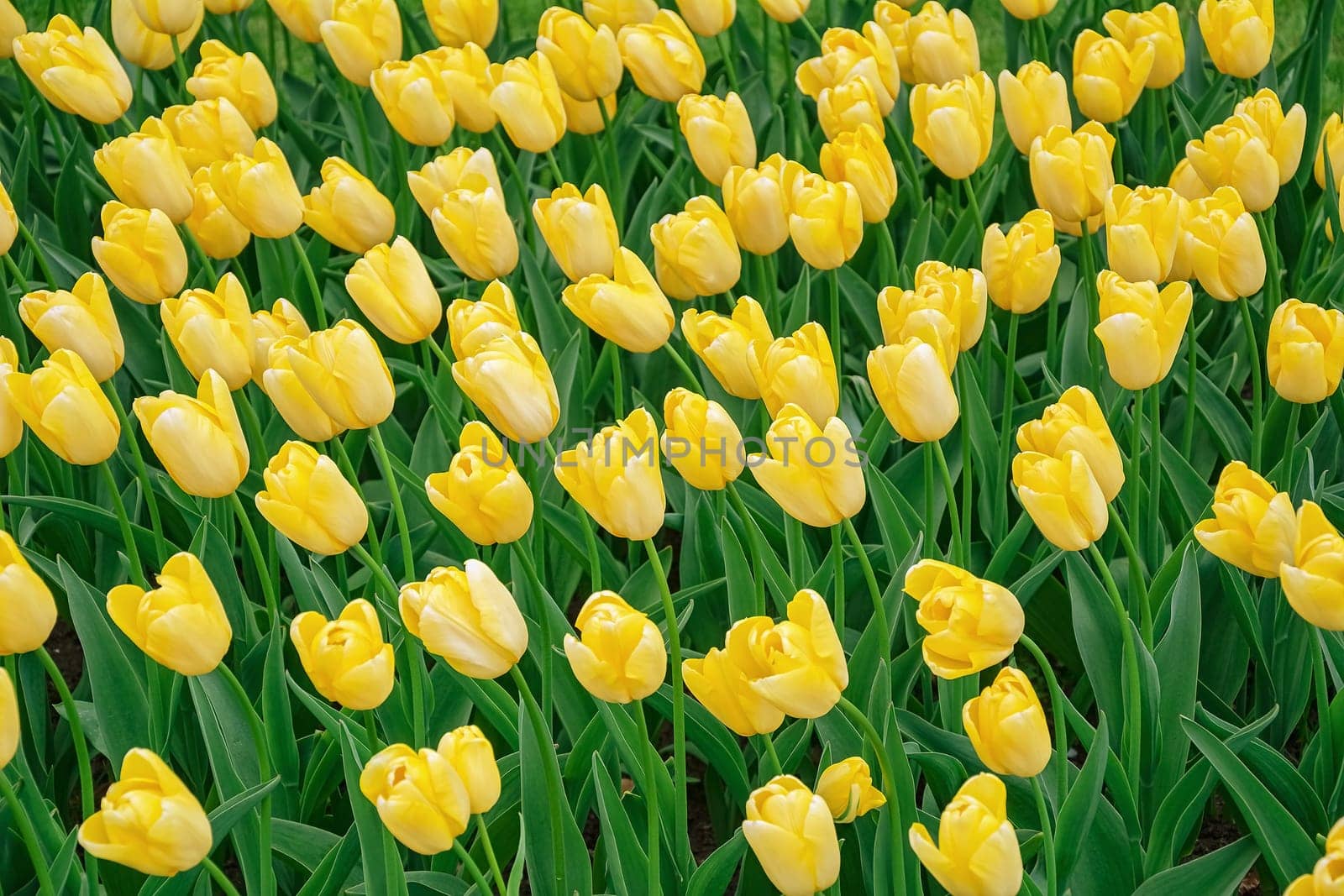 Flowerbed of tulips in the garden. Springtime in Netherlands