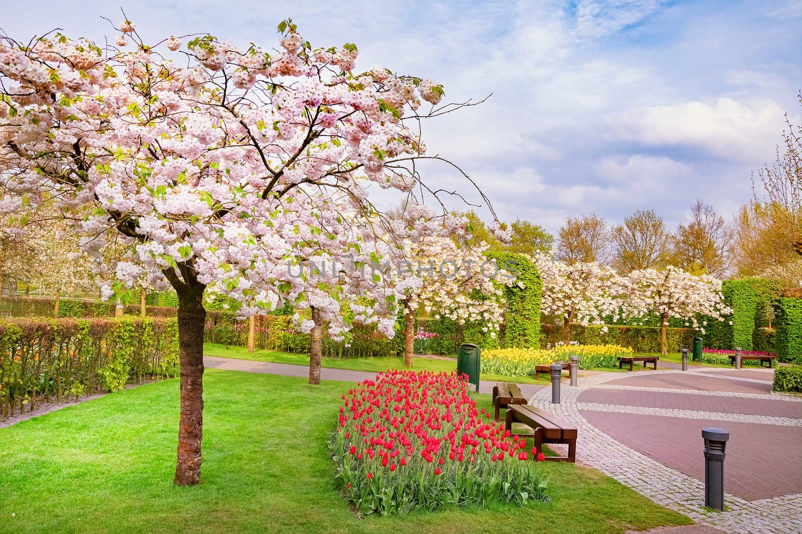 Spring in the park. Lisse, the Netherlands.