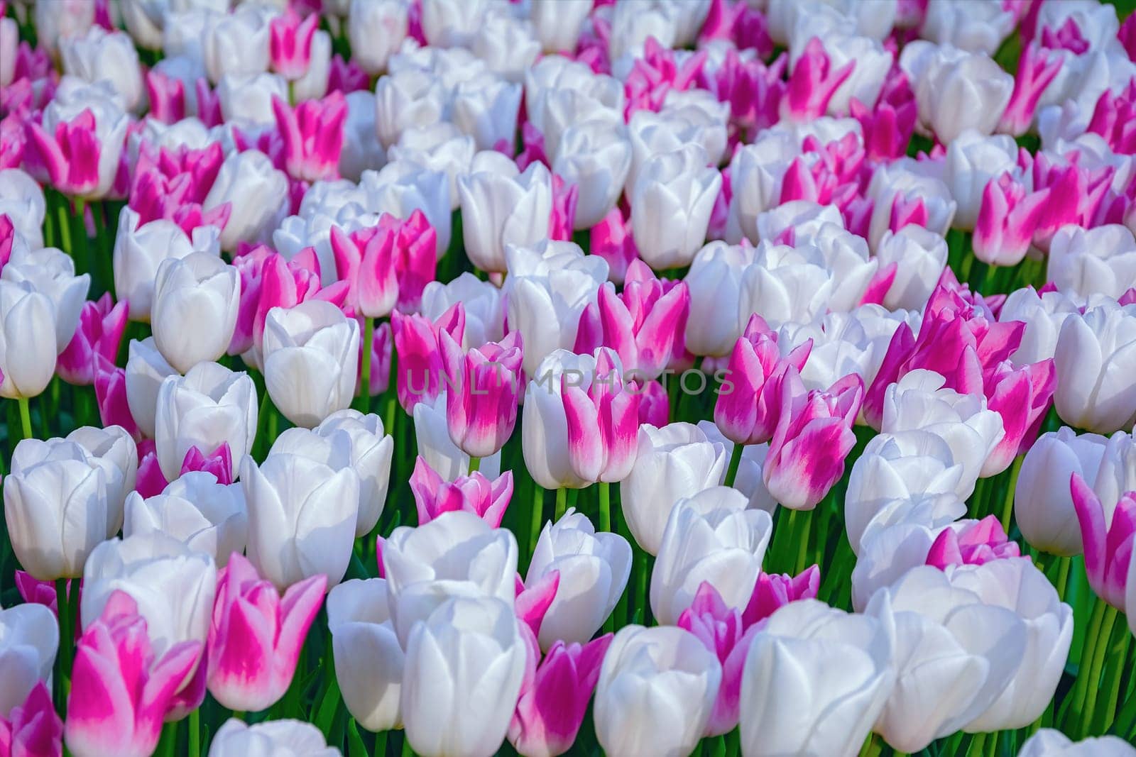 Flowerbed of tulips in the garden. Springtime in Netherlands