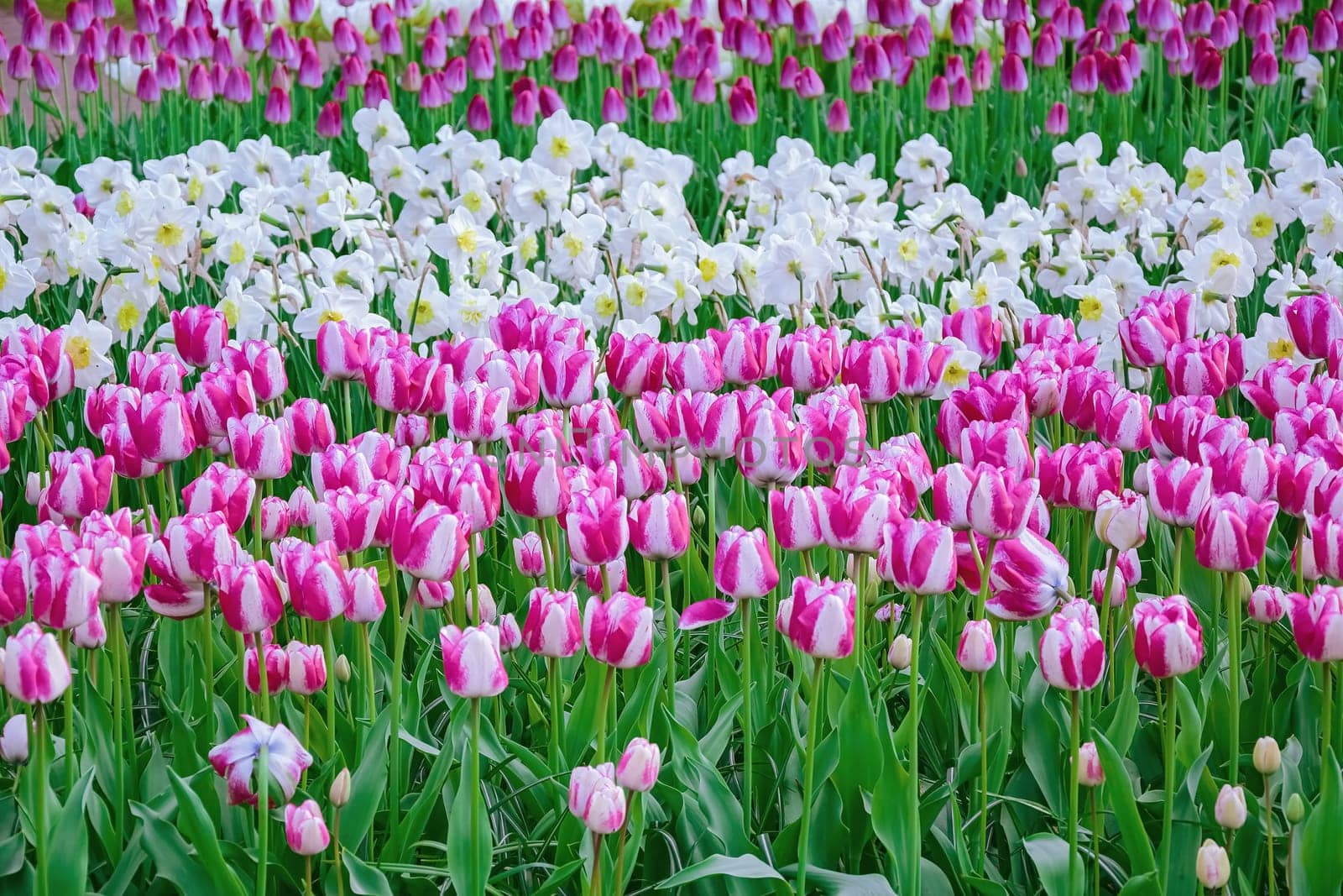 Flowerbed of tulips in the garden. Springtime in Netherlands