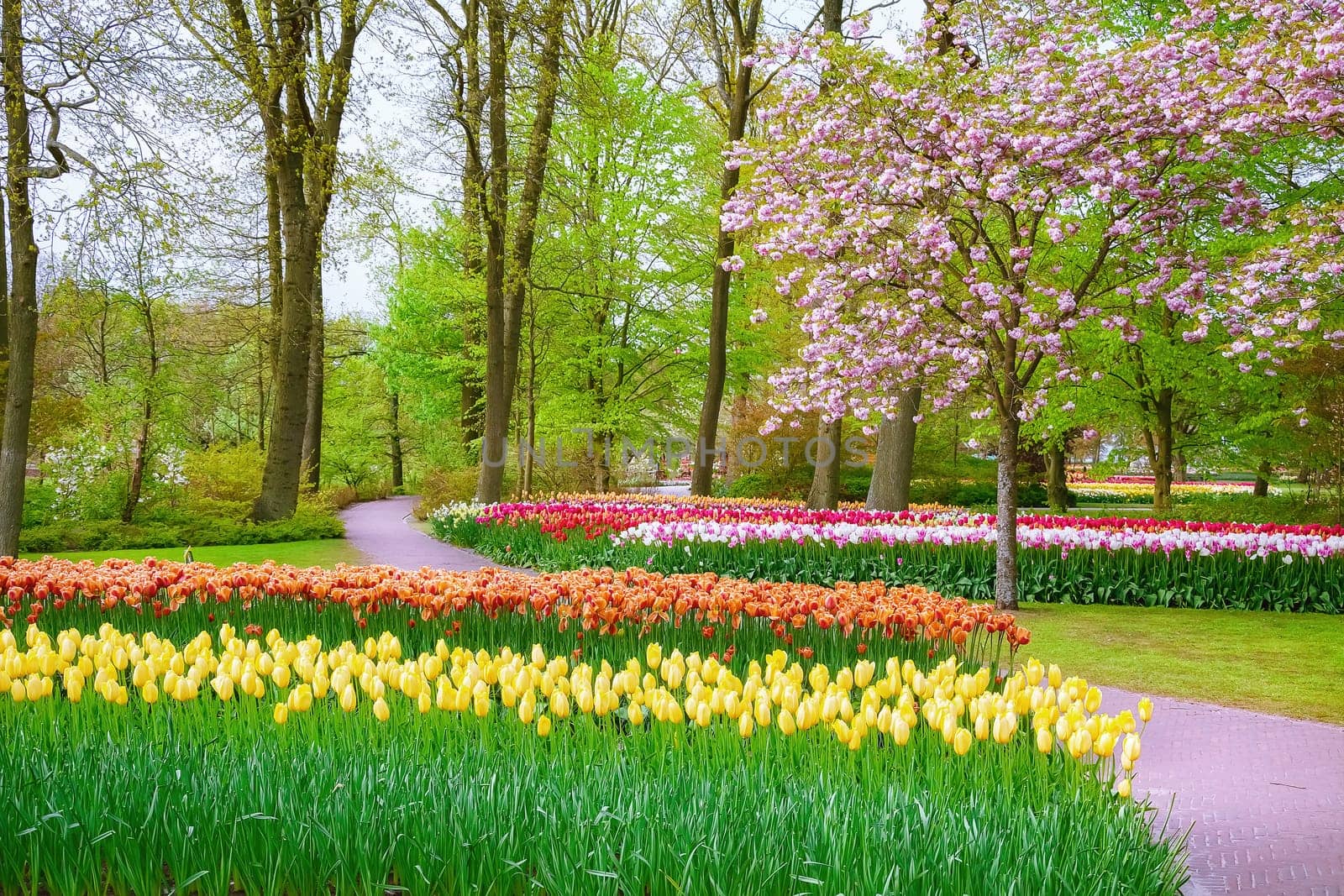 Spring in the park. Lisse, the Netherlands.
