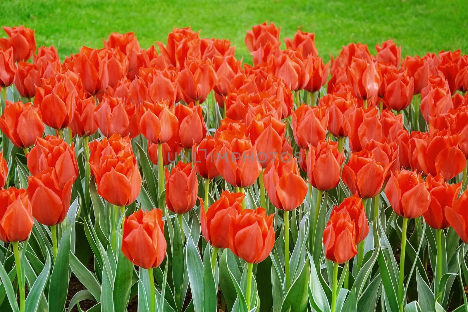 Flowerbed of tulips in the garden. Springtime in Netherlands
