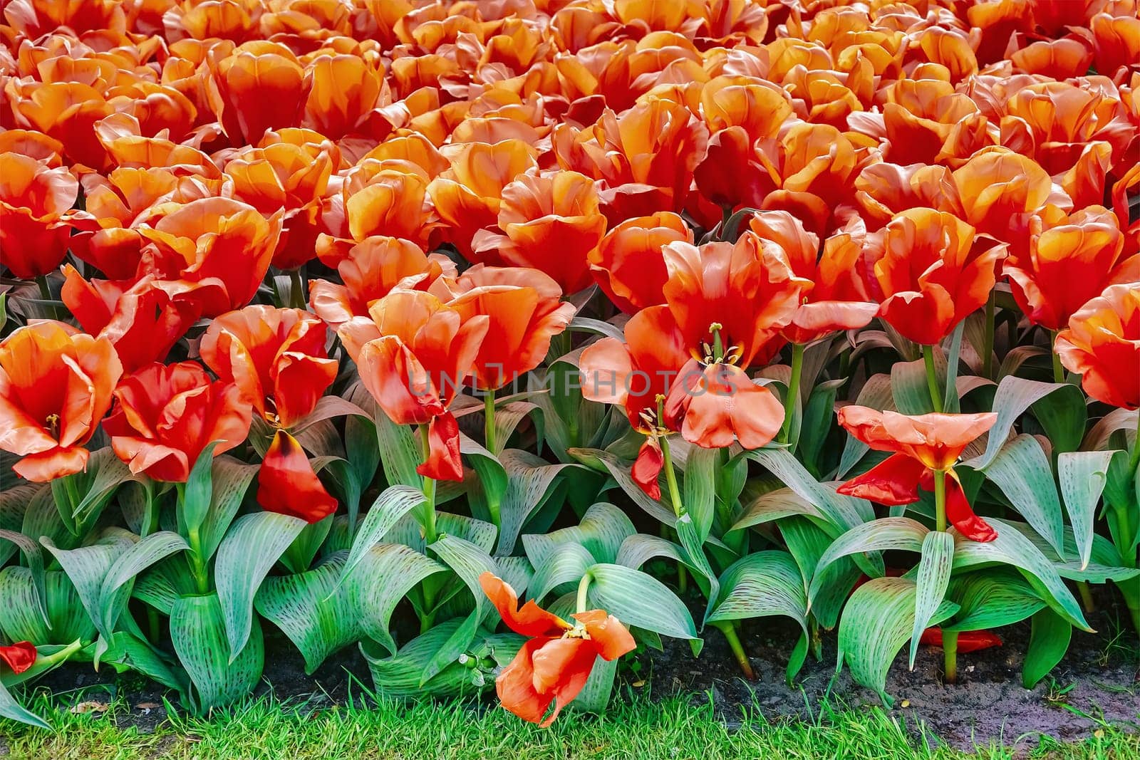 Flowerbed of tulips in the garden. Springtime in Netherlands