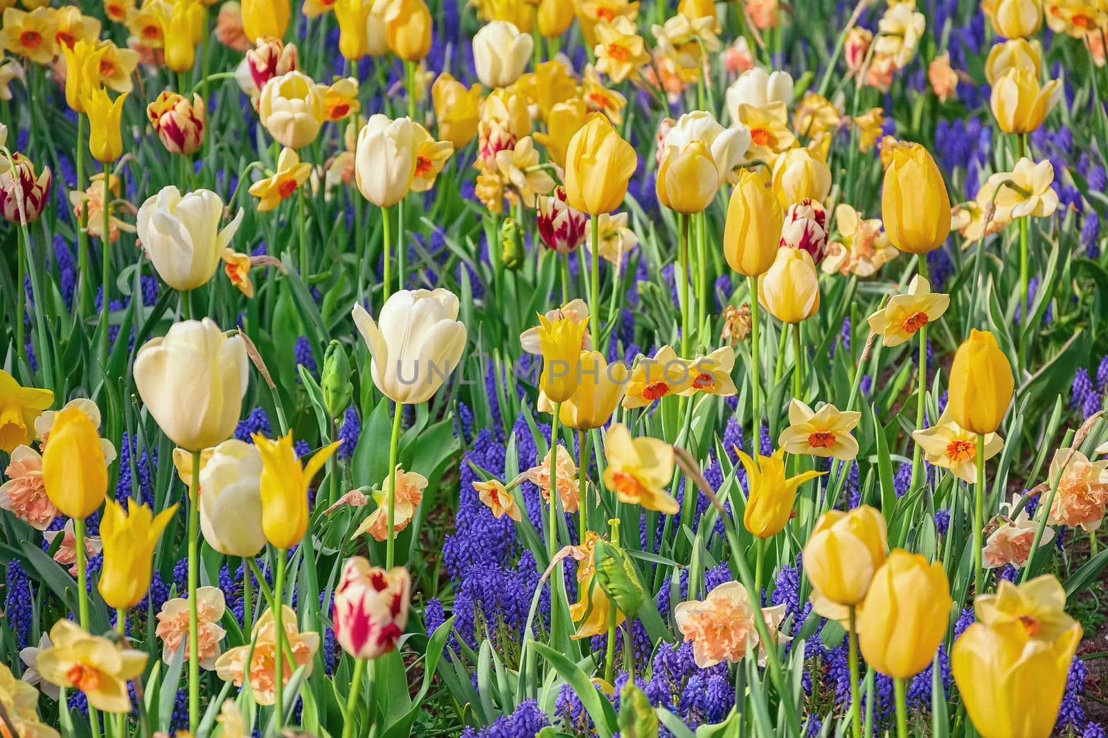 Flowerbed of tulips in the garden. Springtime in Netherlands