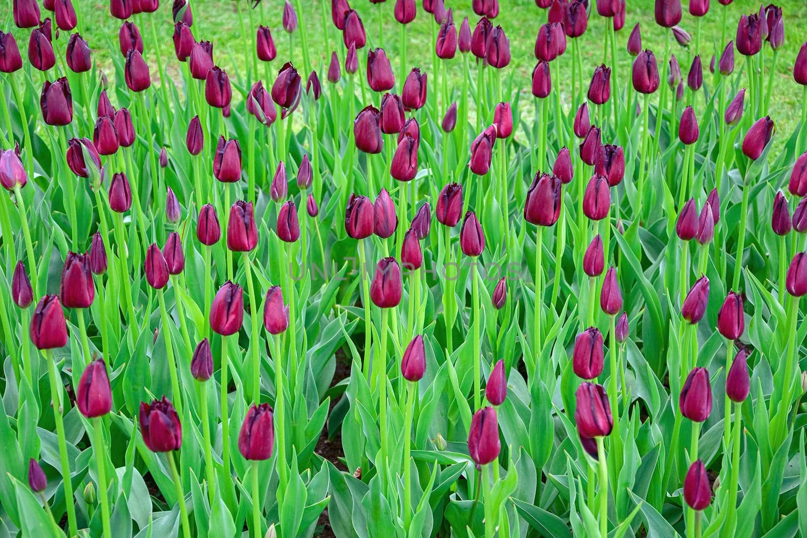 Flowerbed of tulips in the garden. Springtime in Netherlands