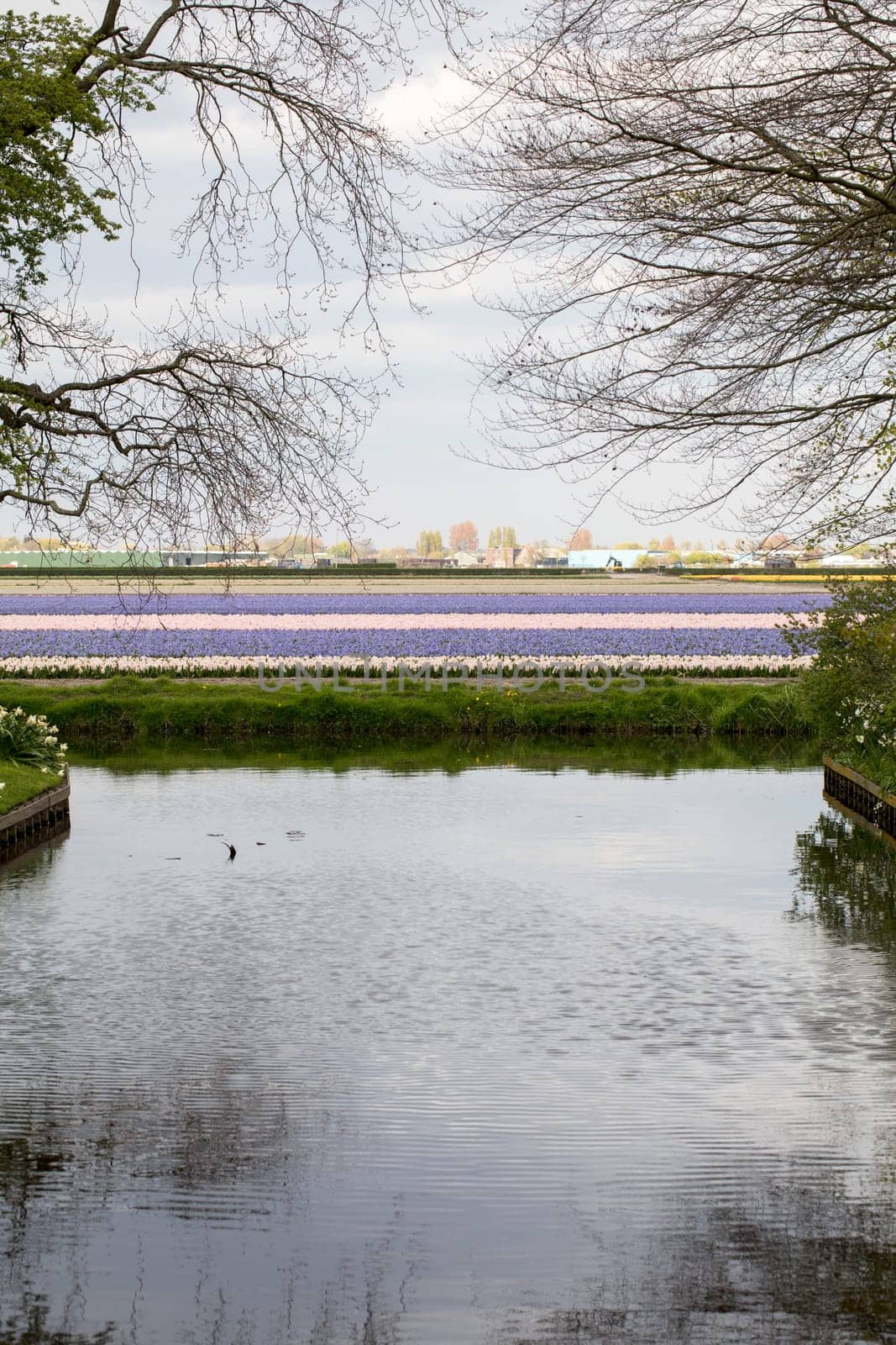 Colorful hyacinth and daffodils fields of the Bollenstreek, South Holland, Netherlands