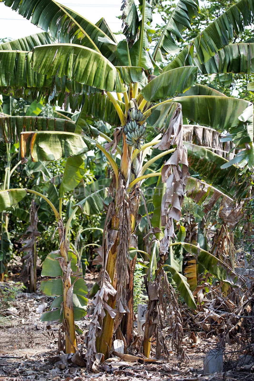 vegetation bananas trees tropical countryside outdoors green