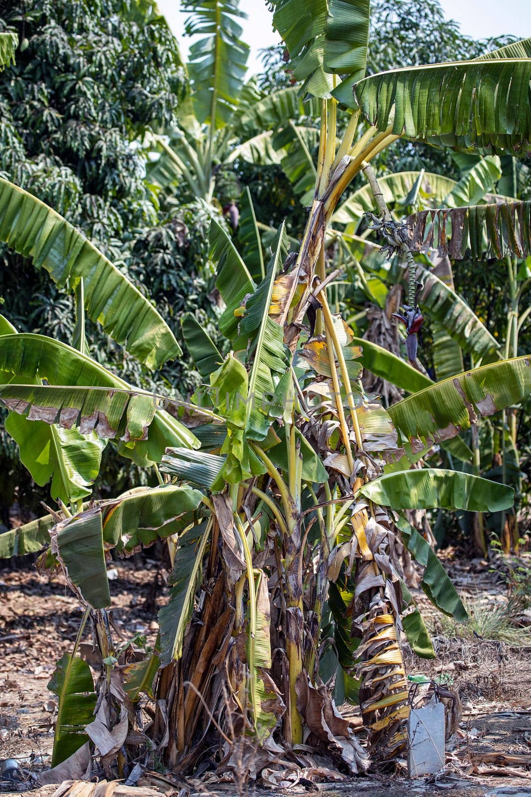vegetation bananas trees tropical countryside outdoors
