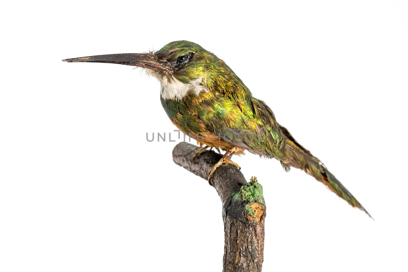 Stuffed large green hummingbird sits on a log isolated on white