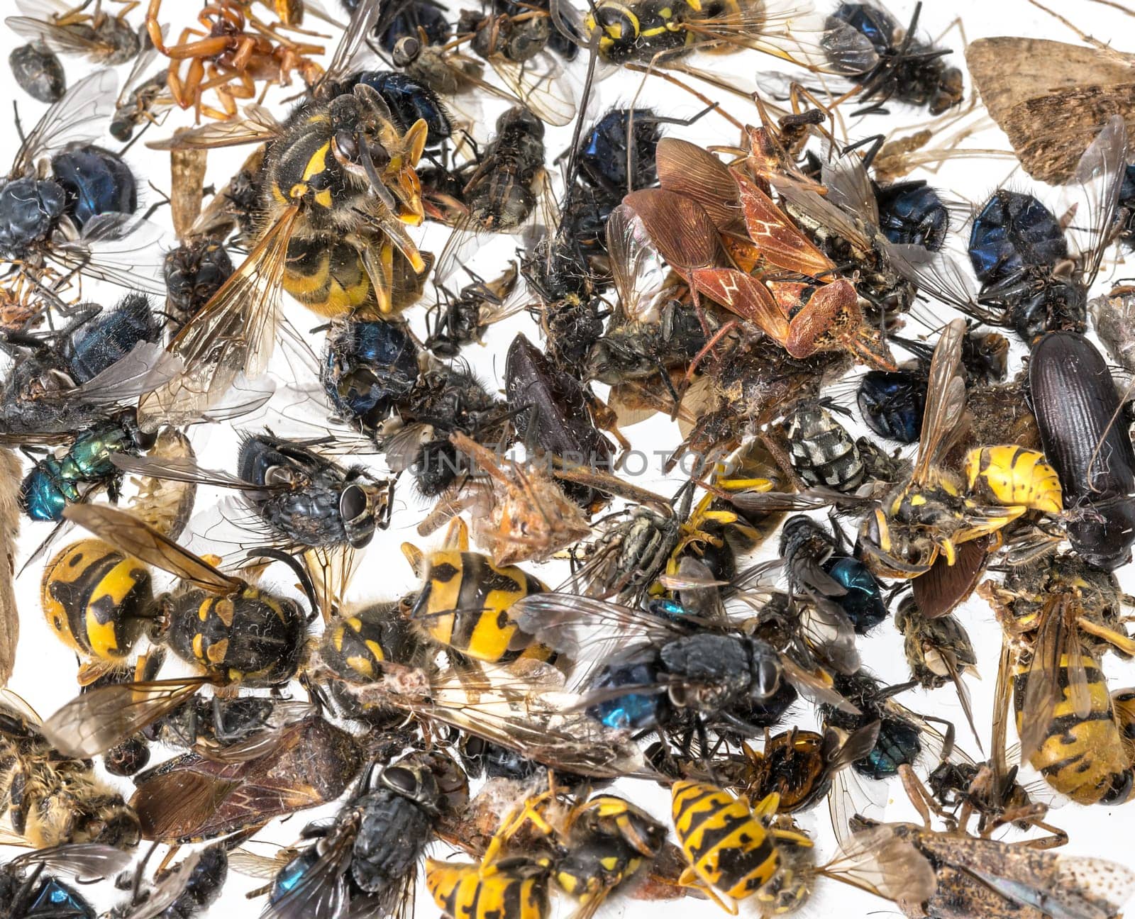 Many different colorful, dead insects are in one pile. Isolated on white