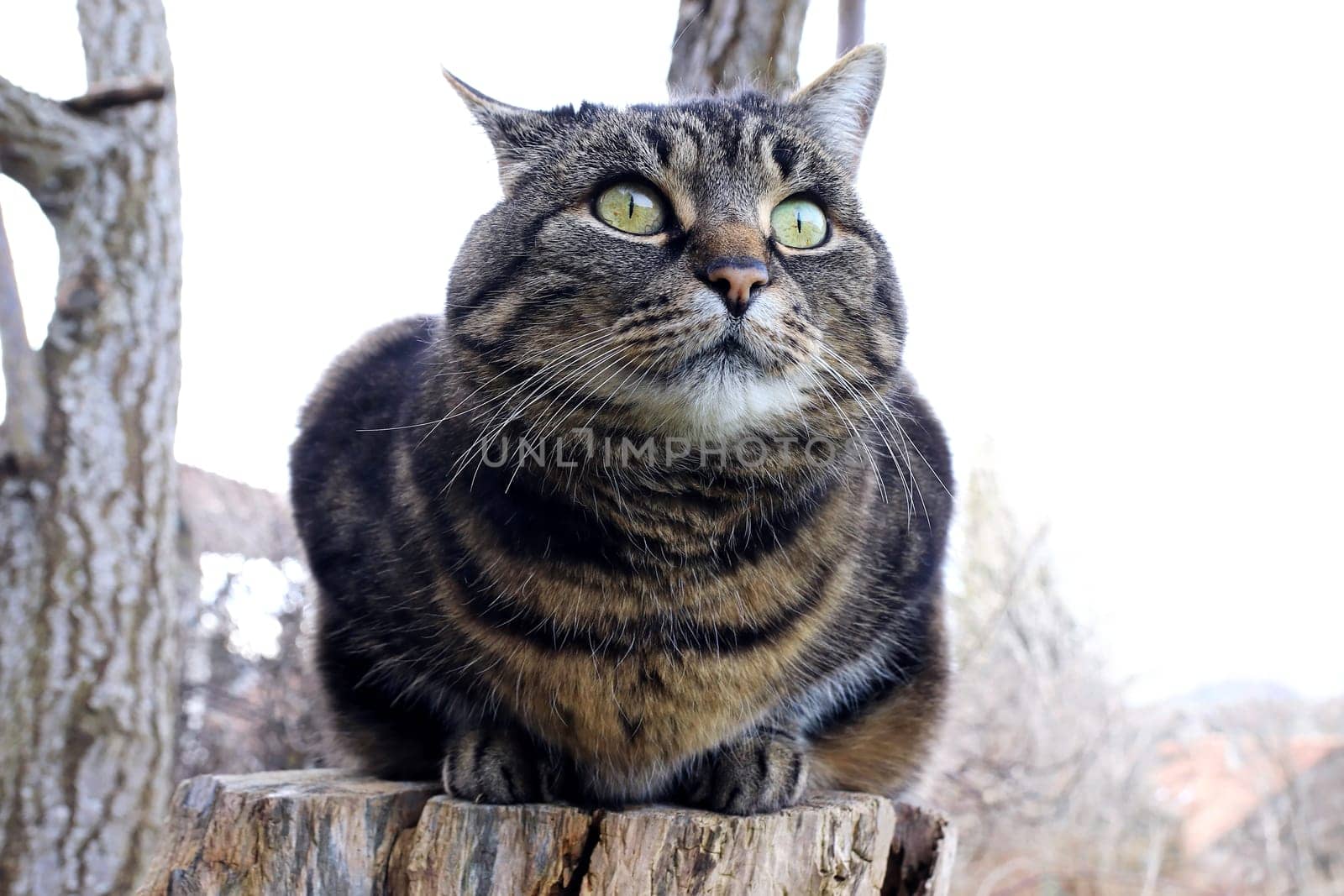 Portrait of a pretty little fat female cat