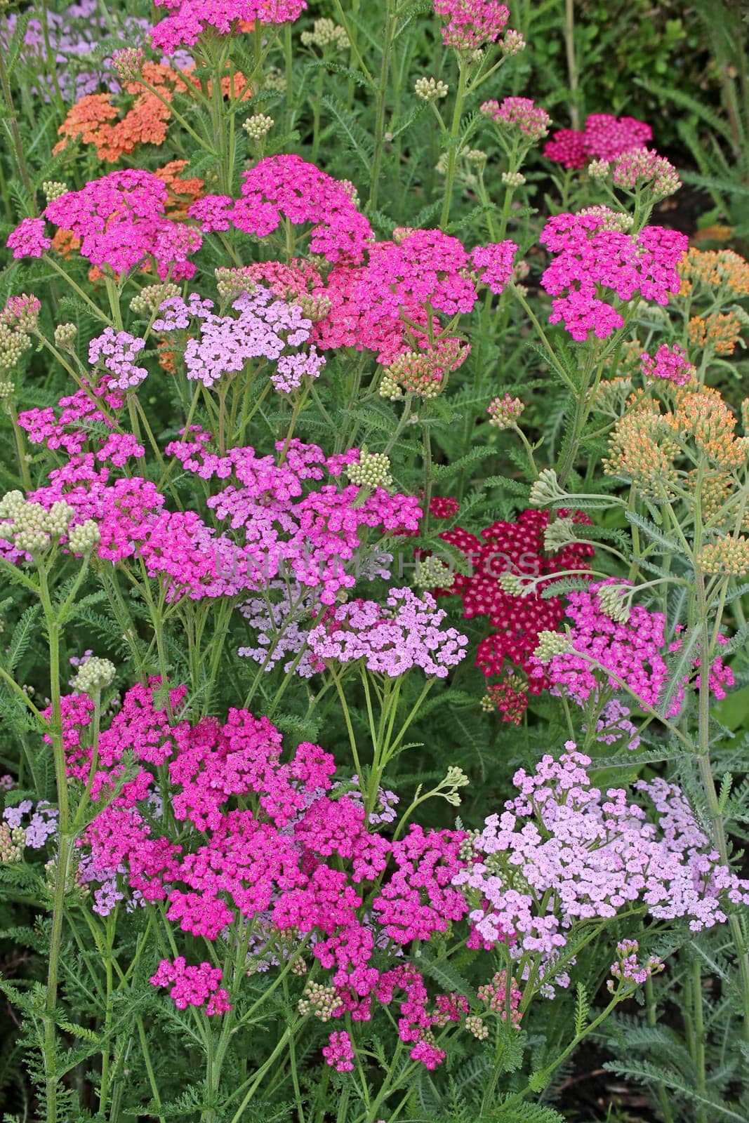 Flowering Yarrow Achillea millefolium Lilac Beauty