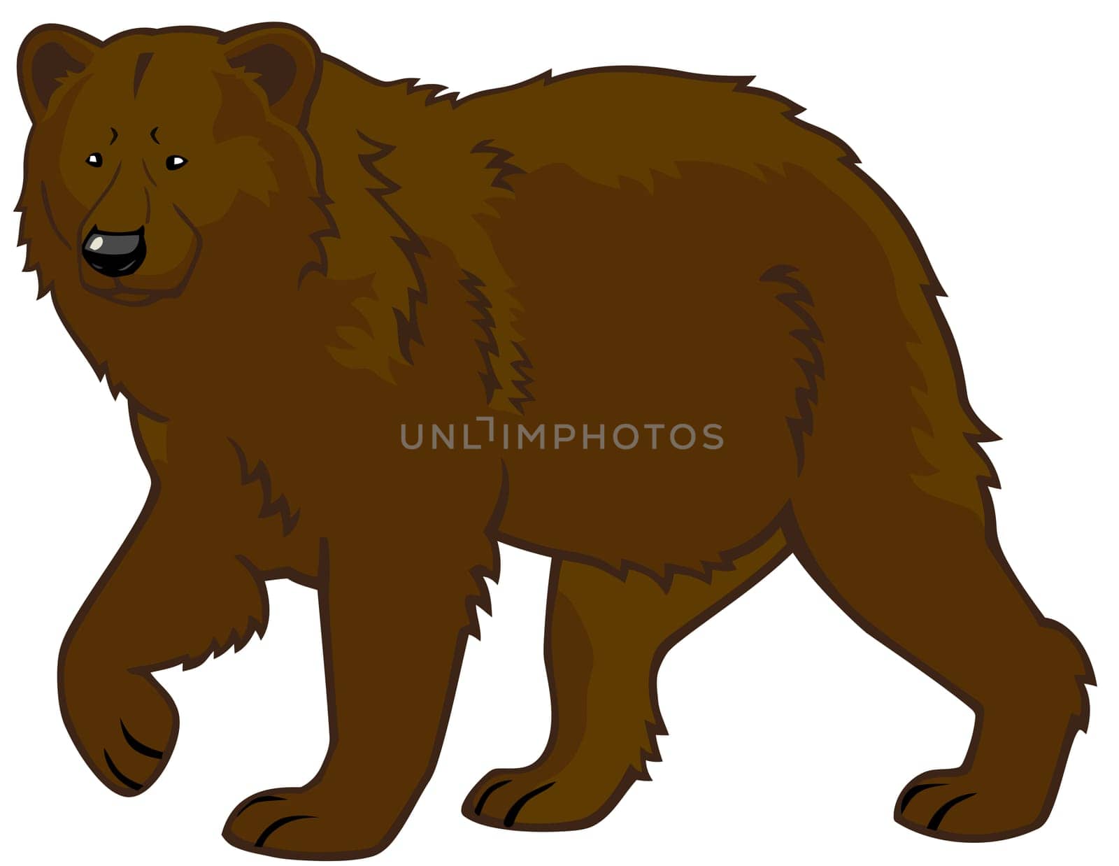 brown bear beast strong wild life nature illustration