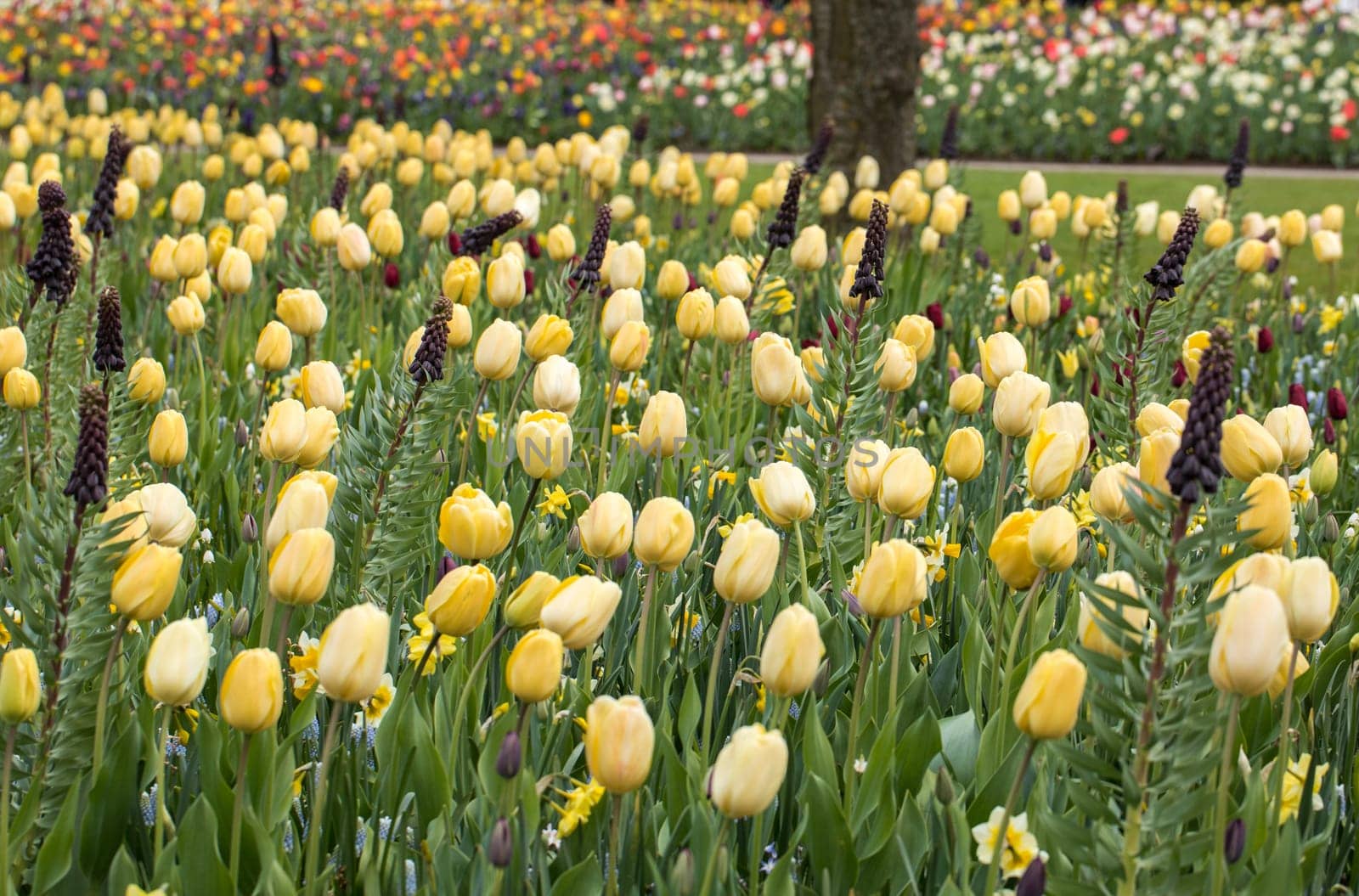 Fritillaria persica and yellow tulips flowers blooming in a garden