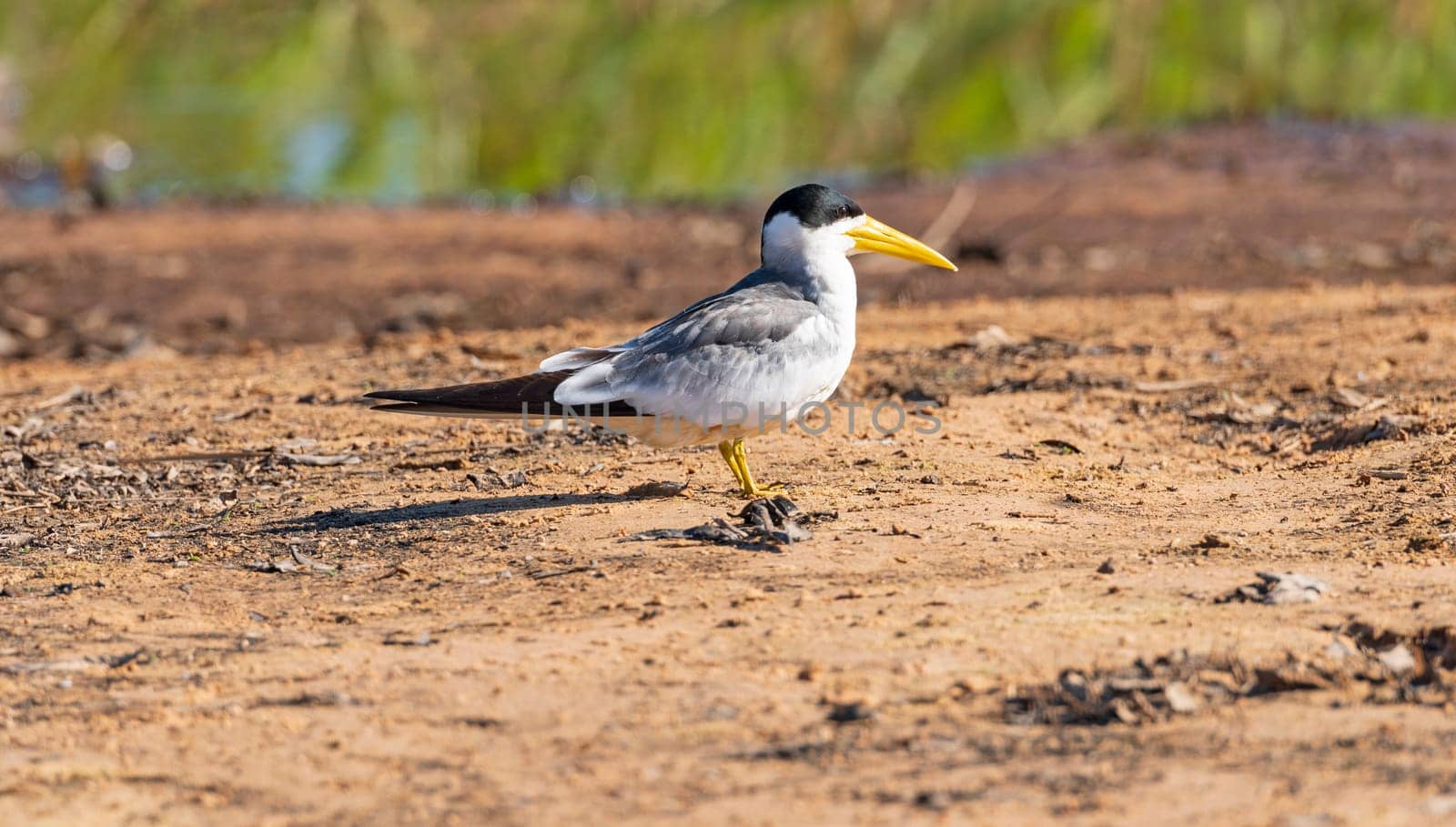 Large Billed Tern on a Sandbar in the River in Pantanal National Park in Brazil