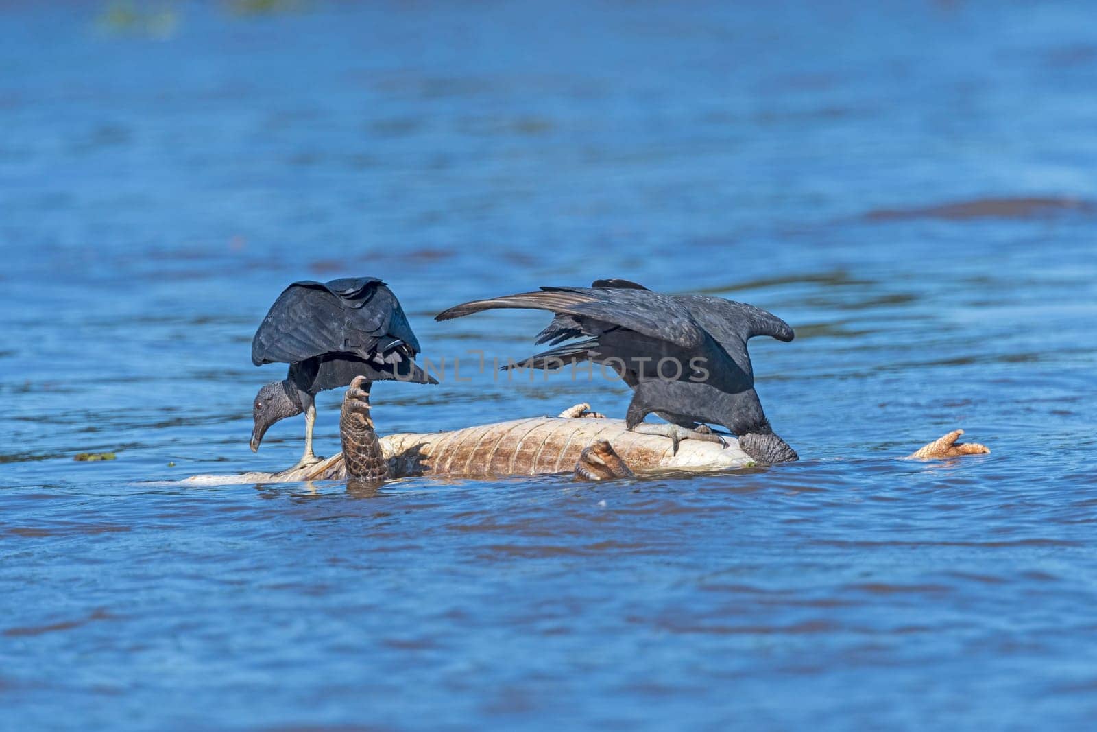 Two Black Vultures Eating on a Dead Caiman in Pantanal National Park in Brazil
