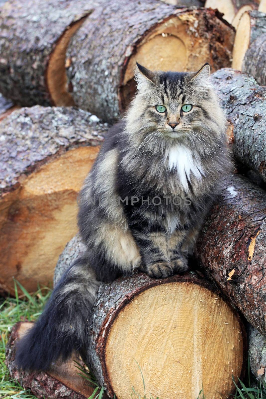 A pretty young Norwegian Forest Cat on tree trunks