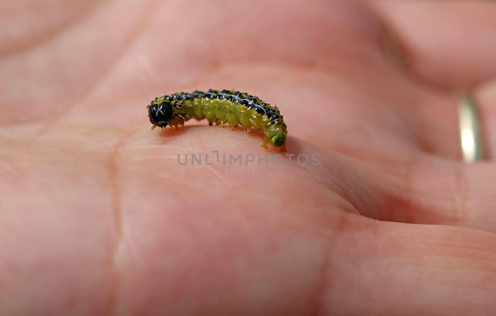 Caterpillar of the box tree borer Cydalima perspectalis on a woman's hand