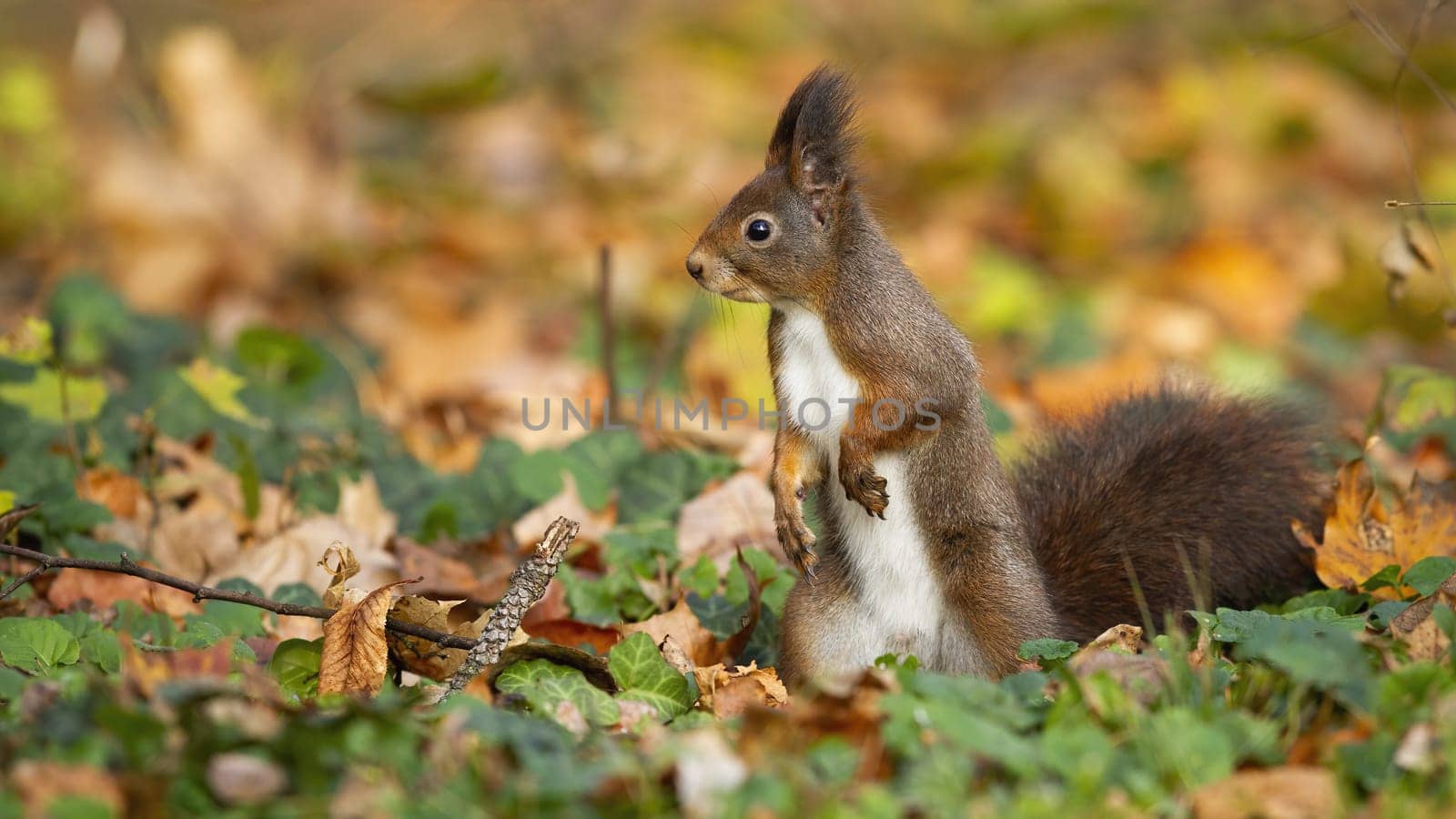 Curious red squirrel, sciurus vulgaris, keeping an eye on the autumn surroundings of the park. Adorable rodent looking for something to eat among the autumn leafs. Little creature in the nature.