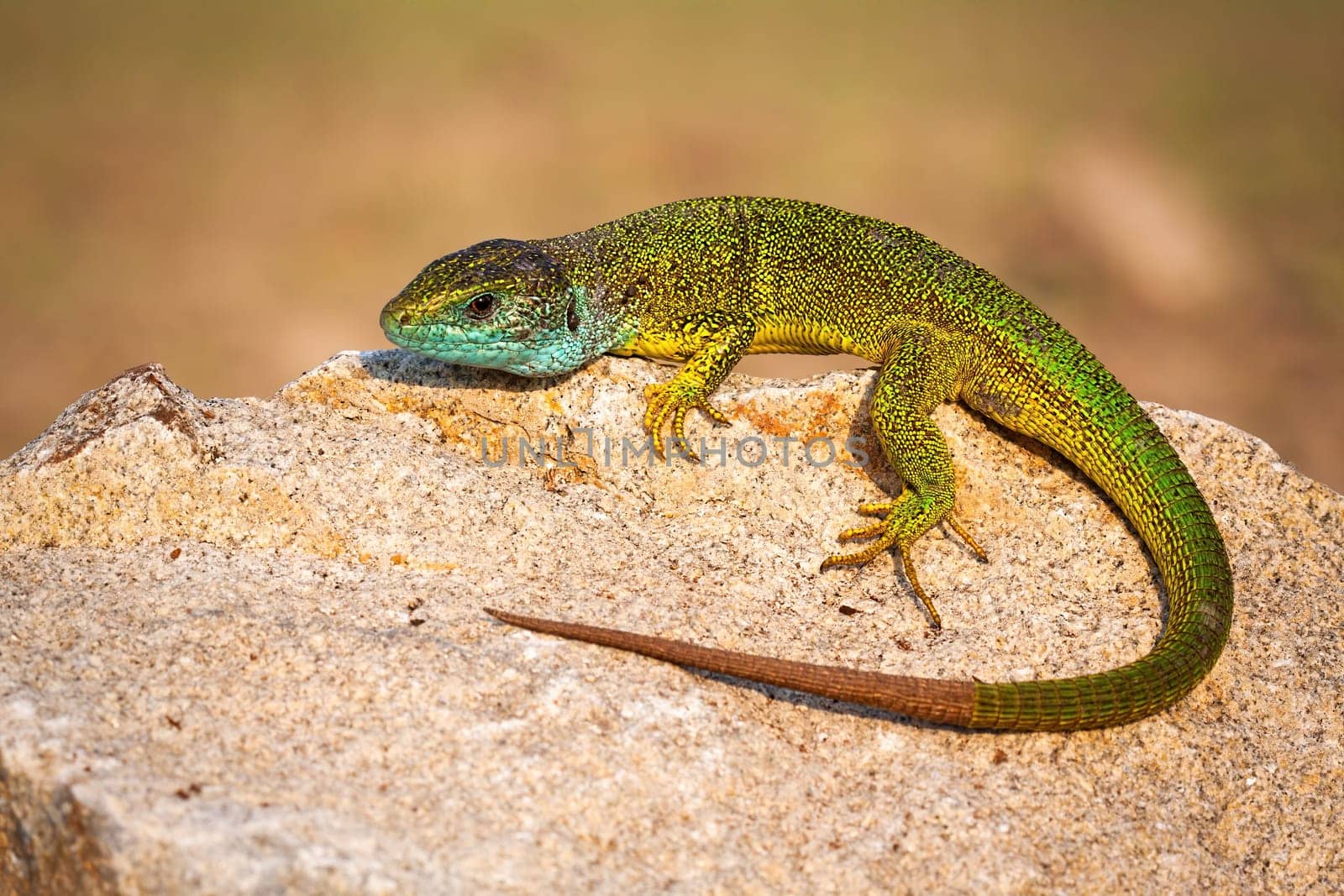 Full frame of european green lizard lying on a stone and basking in the sun during mating season.. Whole body of a wild reptile with textured skin, tail and legs sunning on a warm spot.