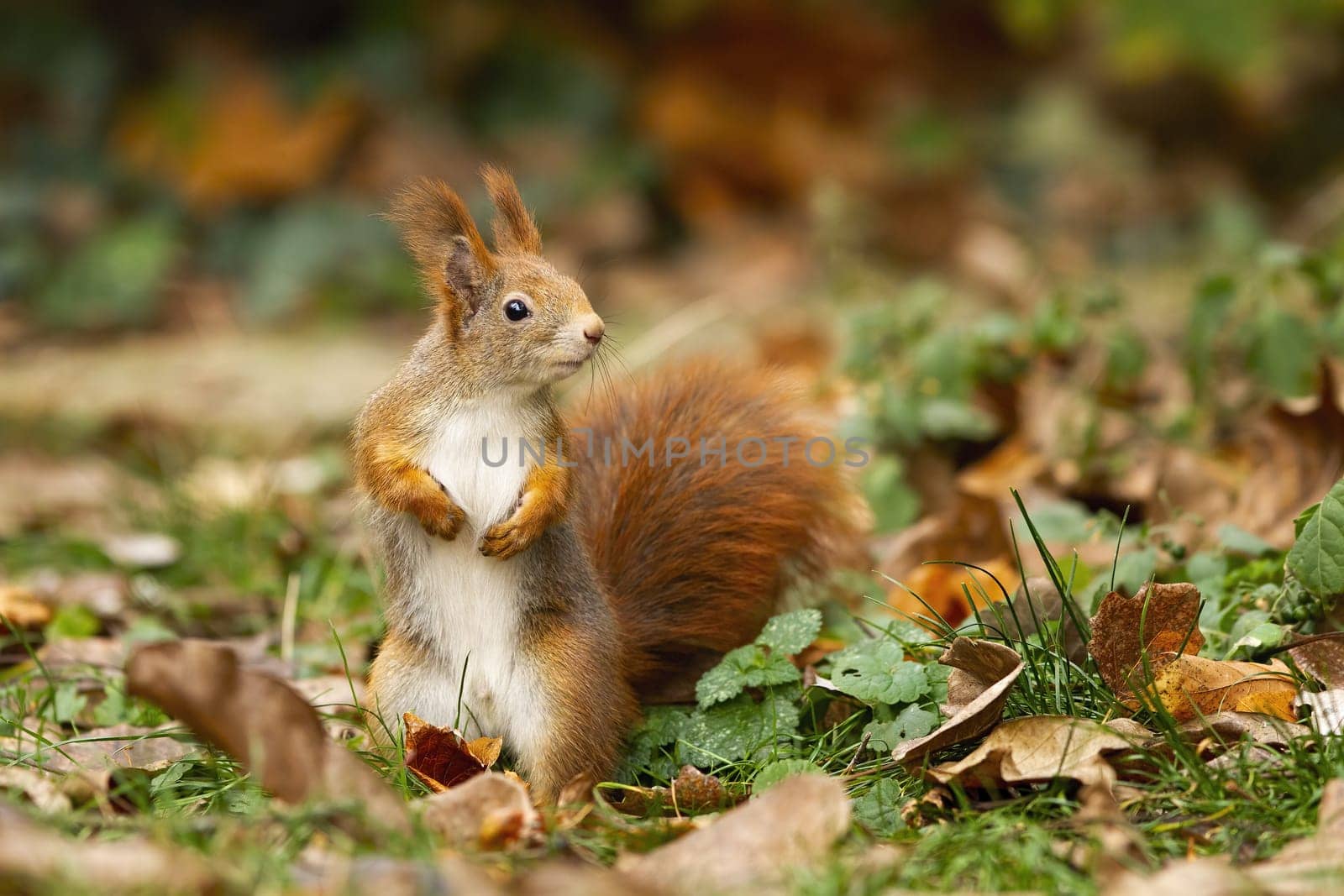 Adorable red squirrel, sciurus vulgaris, standing on the dry foliage. Orange rodent having a guard in the park. Little creature looking for some nuts. Concept of astuteness.