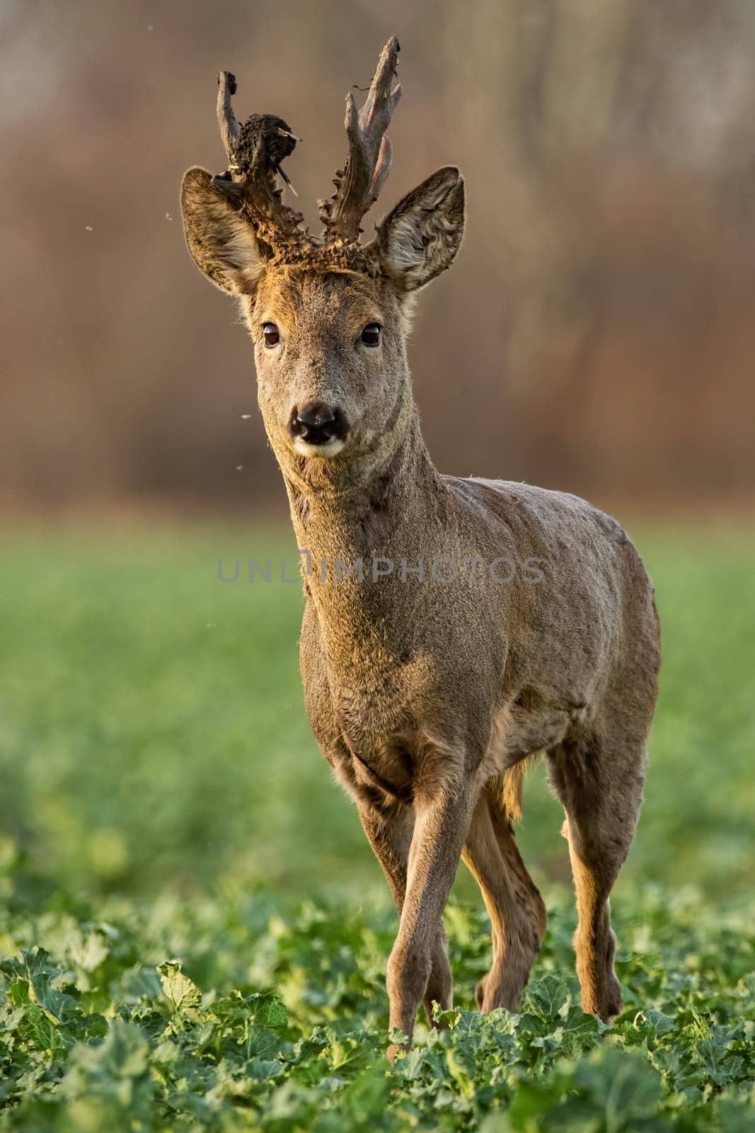 Roe deer stag at sunset with winter fur. Roebuck on a field with blurred background. Wild animal in nature.