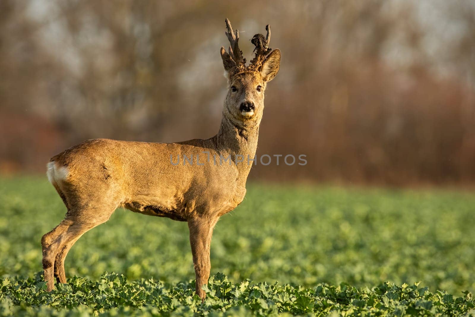 Roe deer stag at sunset with winter fur. Roebuck on a field with blurred background. Wild animal in nature.
