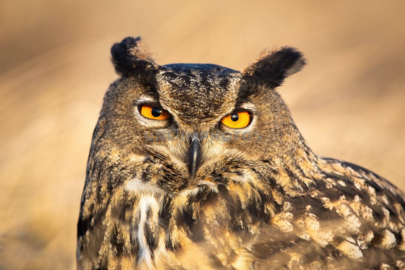 Close-up of large wild owl looking into camera with intense orange eyes. Detailed portrait of a european eagle-owl, bubo bubo, observing in nature at sunrise.