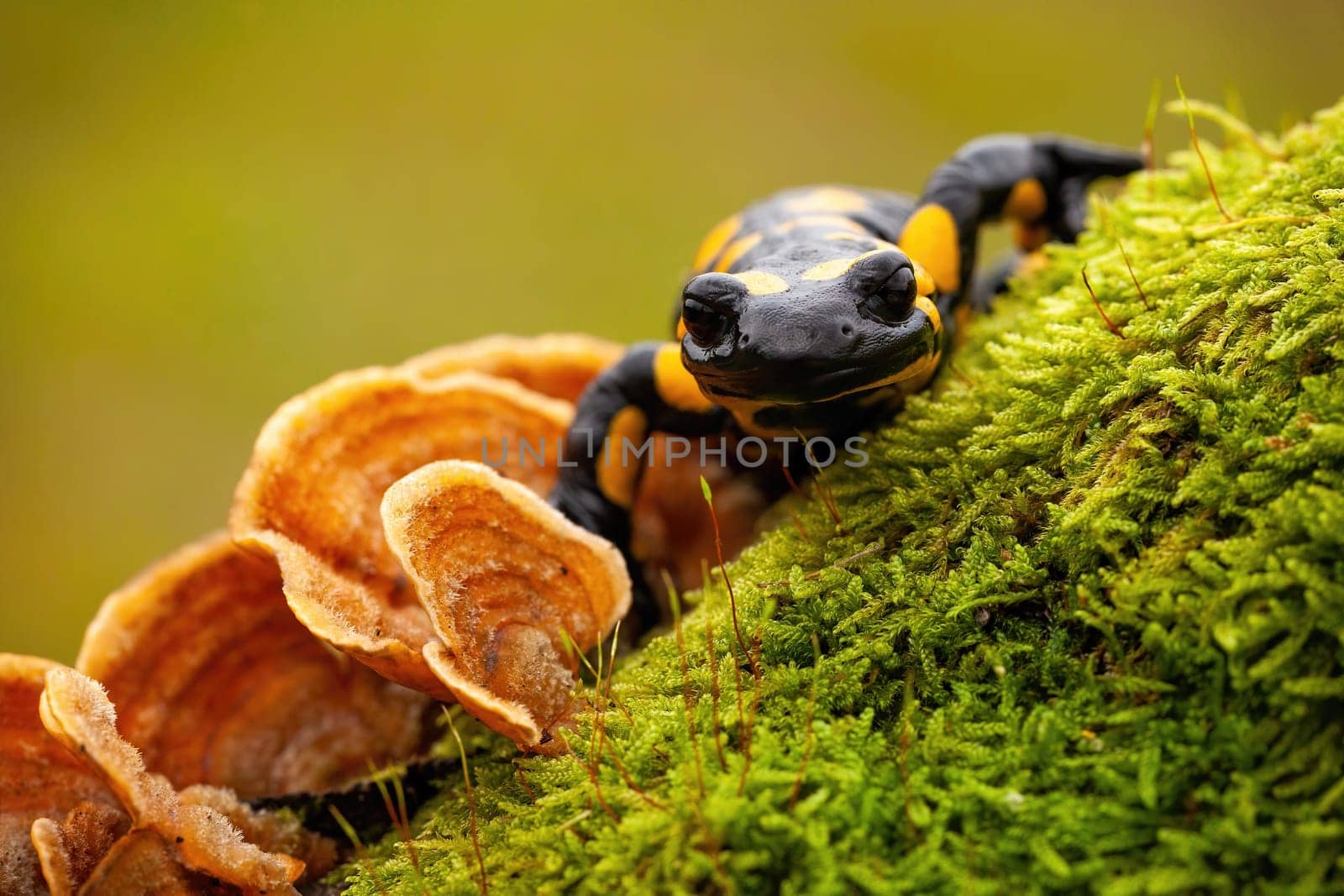 Close-up front view of a fire salamander, salamandra salamandra, on wet moss and fungus in forest. Wild species of vertebrate with yellow spots and stripes on a black body.