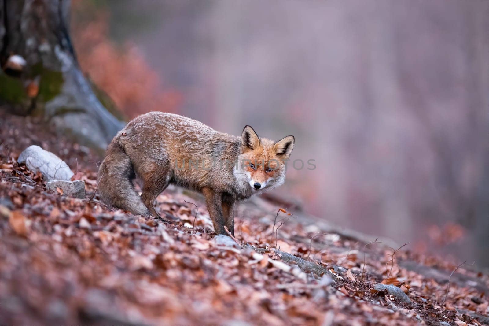 Alert red fox, vulpes vulpes, standing in the woodland and facing camera. Forest predator with fluffy coat on the hunt. Solitary animal trying to survive. Sad fox in the autumnal atmosphere.