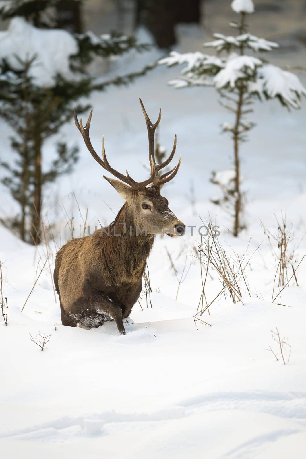 Massive red deer, cervus elaphus, walking with struggles in the wintry forest. Hungry animal alone in the nature. Adult stag looking for food in winter. Concept of survival and endurance.