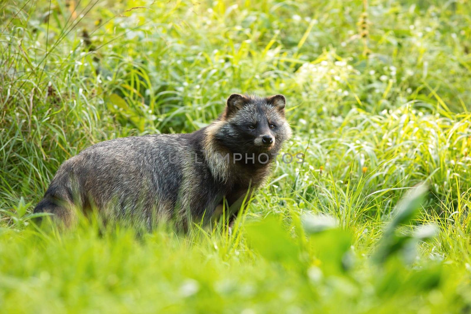Wild raccoon dog, nyctereutes procyonoides, standing in front of tall green vegetation in summer. Hairy adult mammal with dark fur on a open meadow in nature.