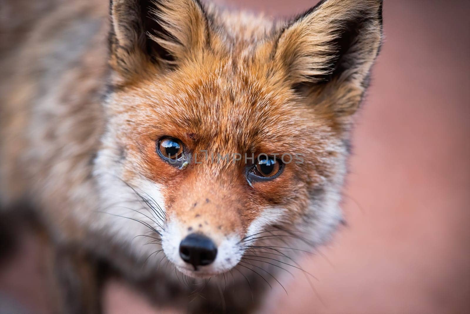 Cute red fox, vulpes vulpes, with sad eyes hunting in the forest. Wild fluffy animal maintaining eye contact with the photographer. Detail of innocent creature in the woods.