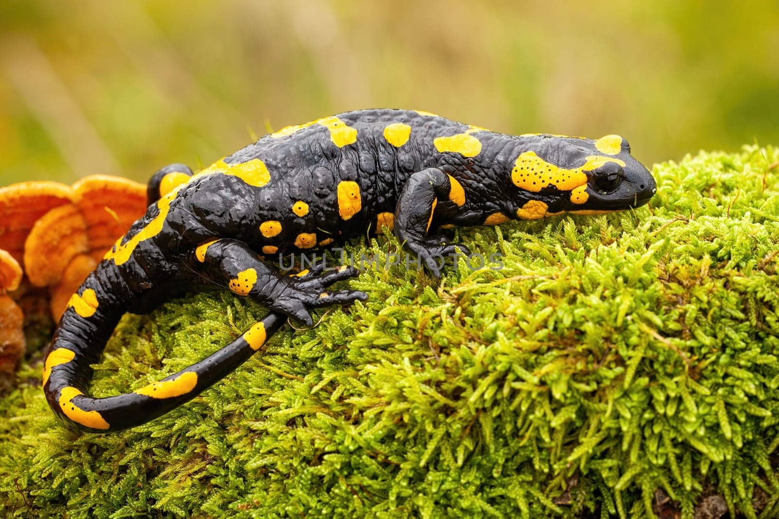 Adult fire salamander, salamandra salamandra, lying on green moss and fungi in Slovak nature. Vivid green wildlife scenery with a amphibian creature resting.