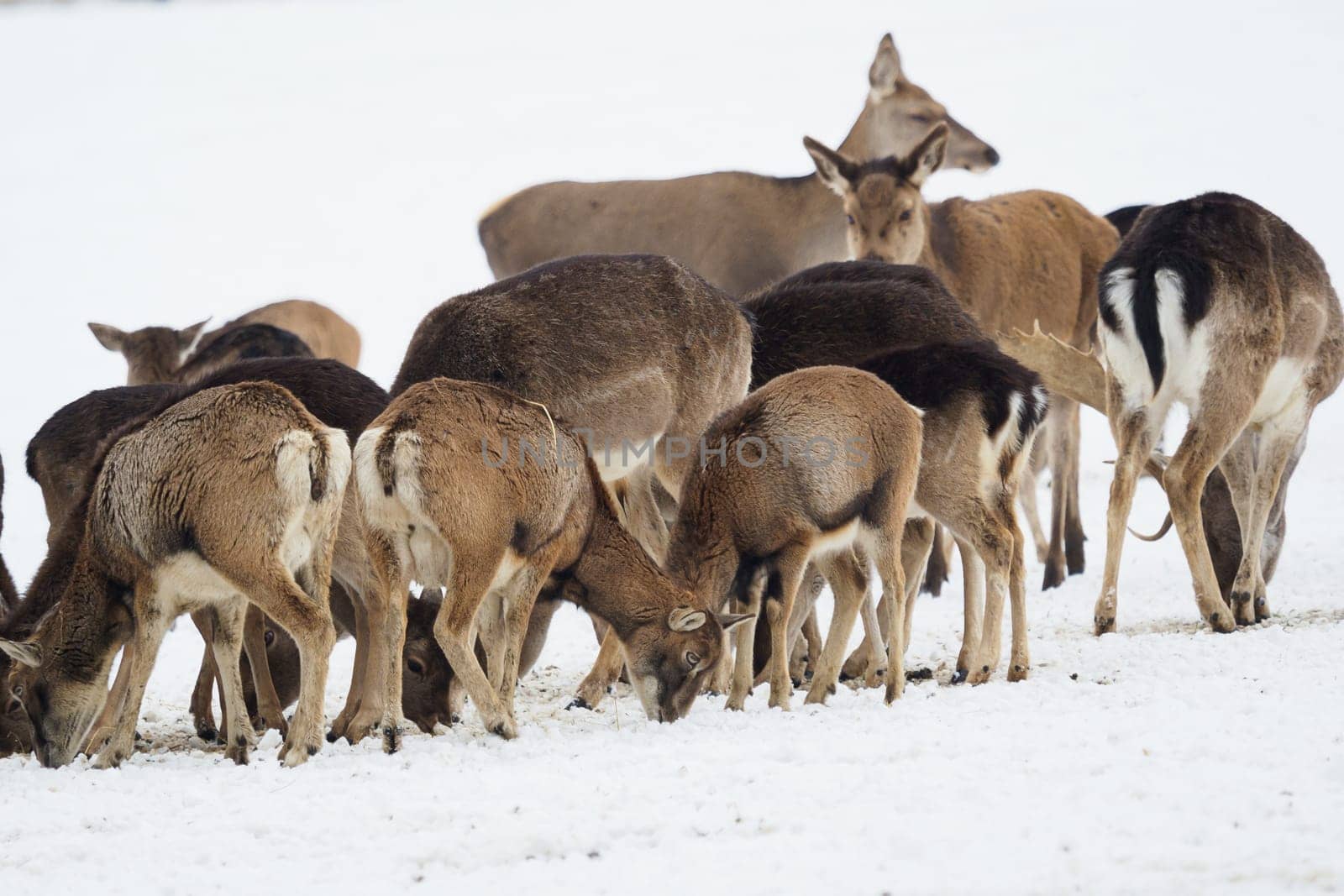 A large herd of European red deer, fallow deer and European mouflon on the feeding platform in winter.