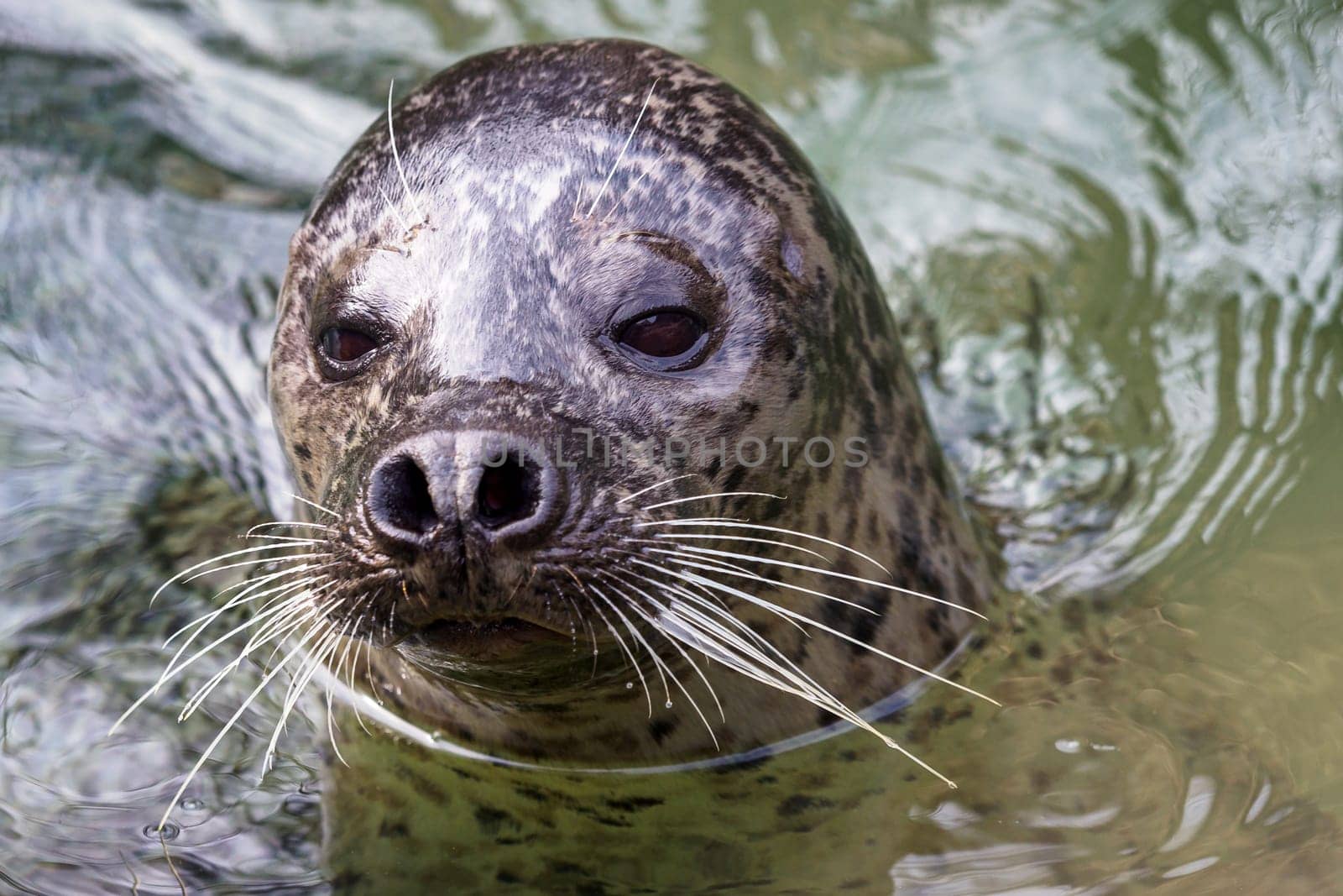 Harbor Seal (Phoca vitulina) with his head above green water
