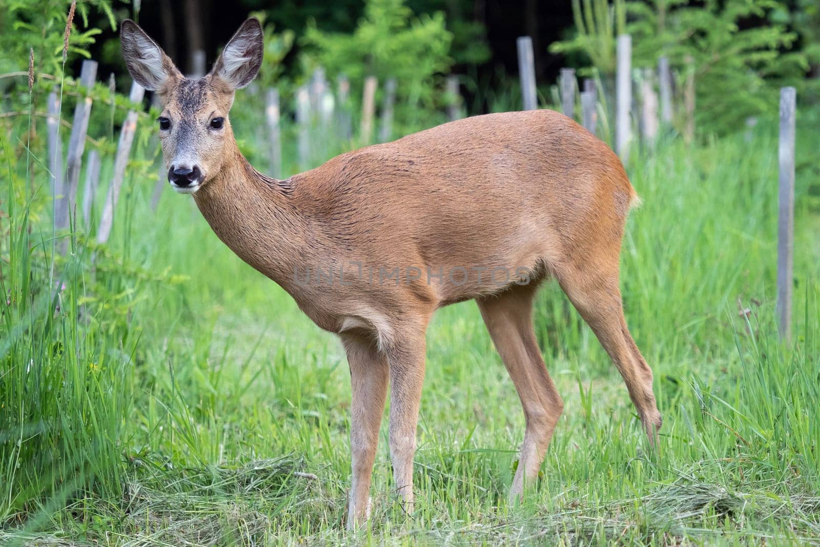 Roe deer in grass, Capreolus capreolus. Wild roe deer in nature.