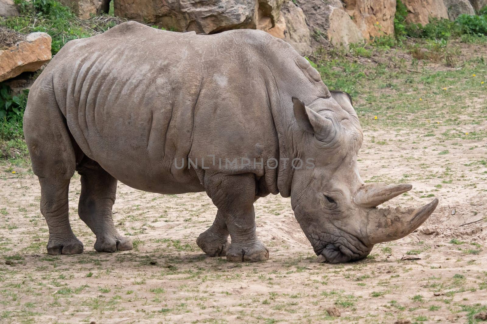 Southern white rhinoceros (Ceratotherium simum simum). Critically endangered animal species.