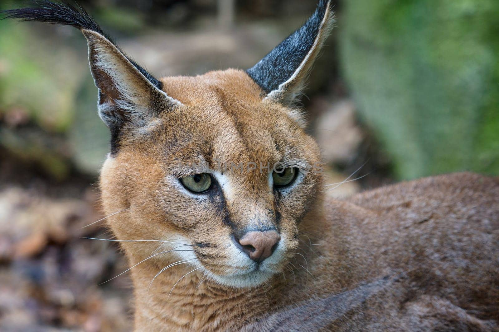 Detail of caracal head with attentive look. Beautiful caracal cat against a blurred natural background