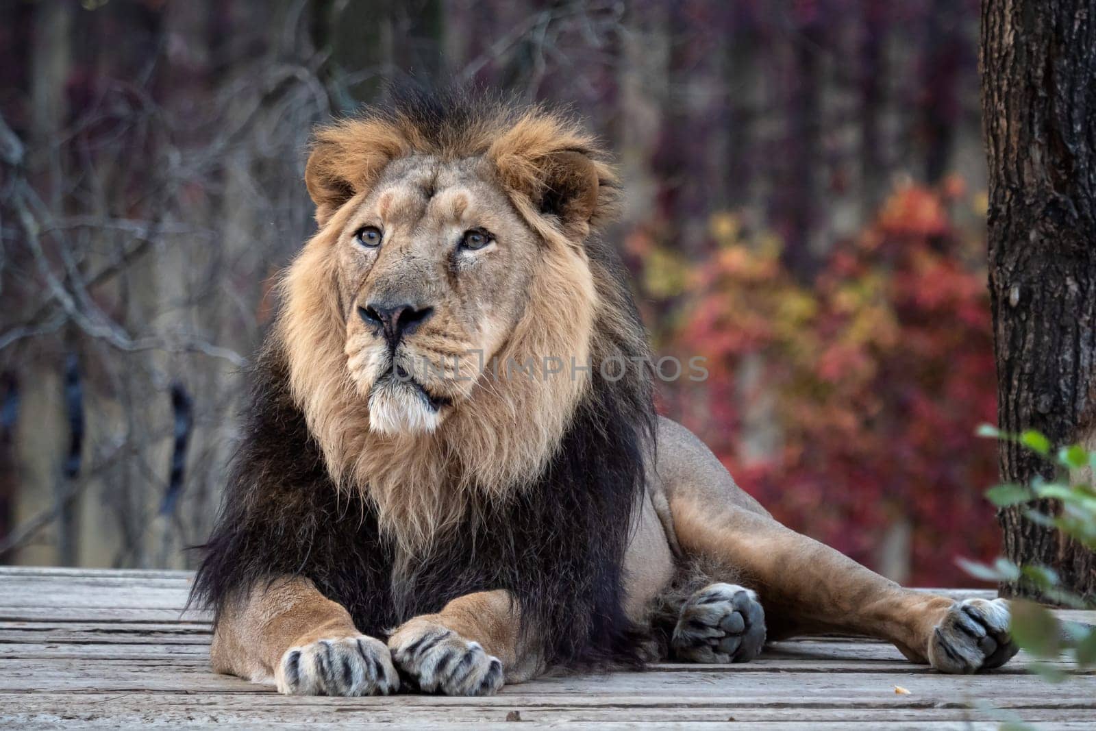 Asiatic lion (Panthera leo persica). A critically endangered species.